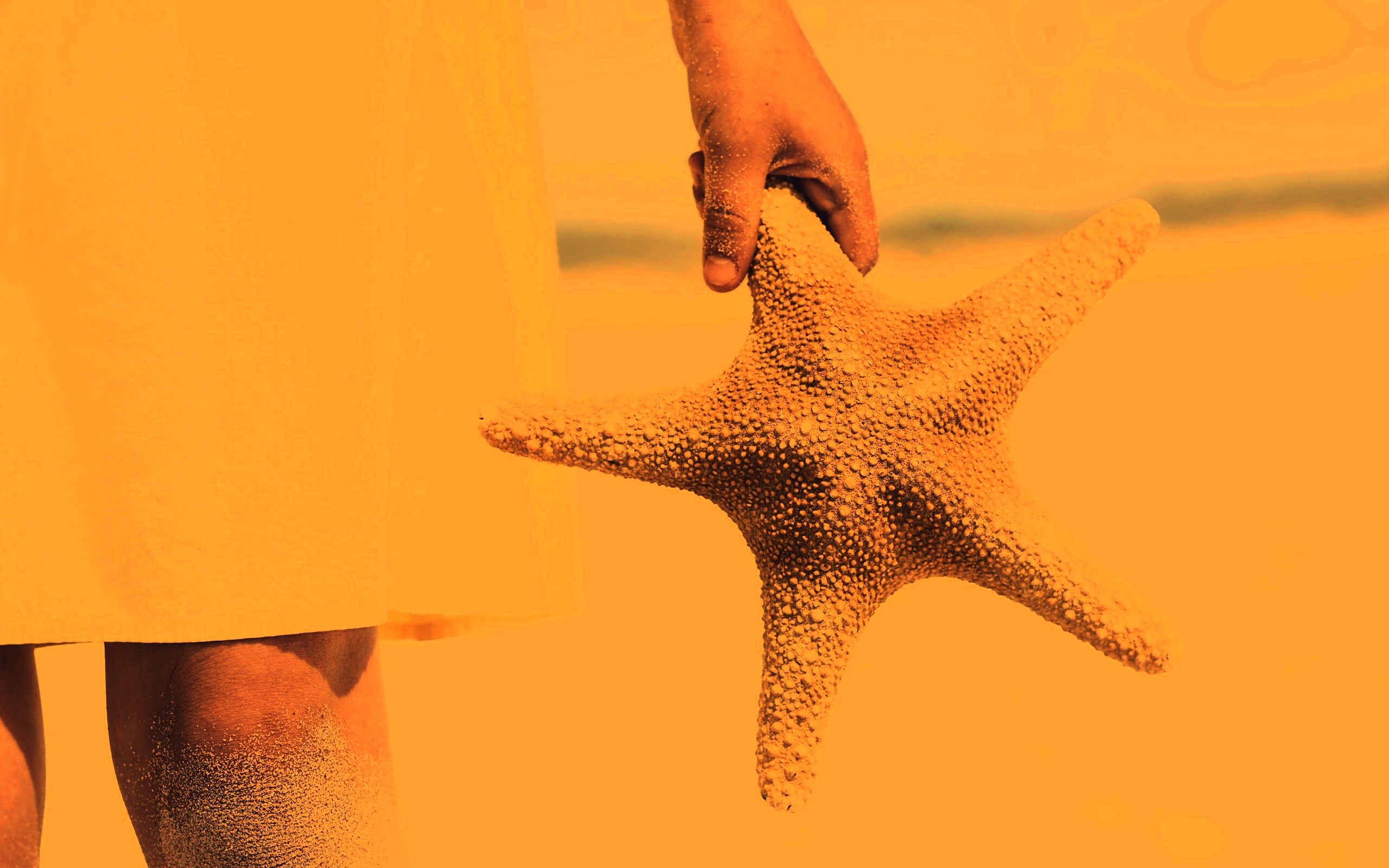 Морская звезда в руке обои