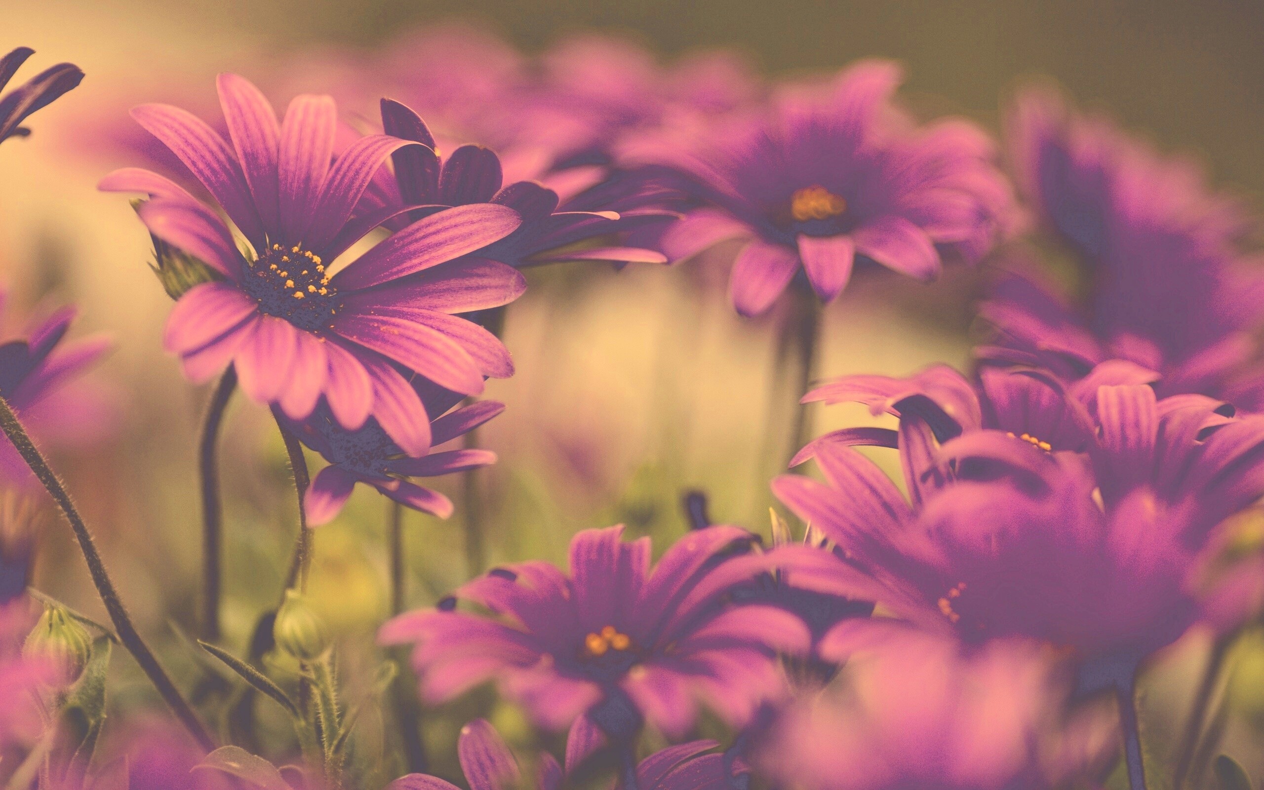 Яркие фиолетовые цветы обои