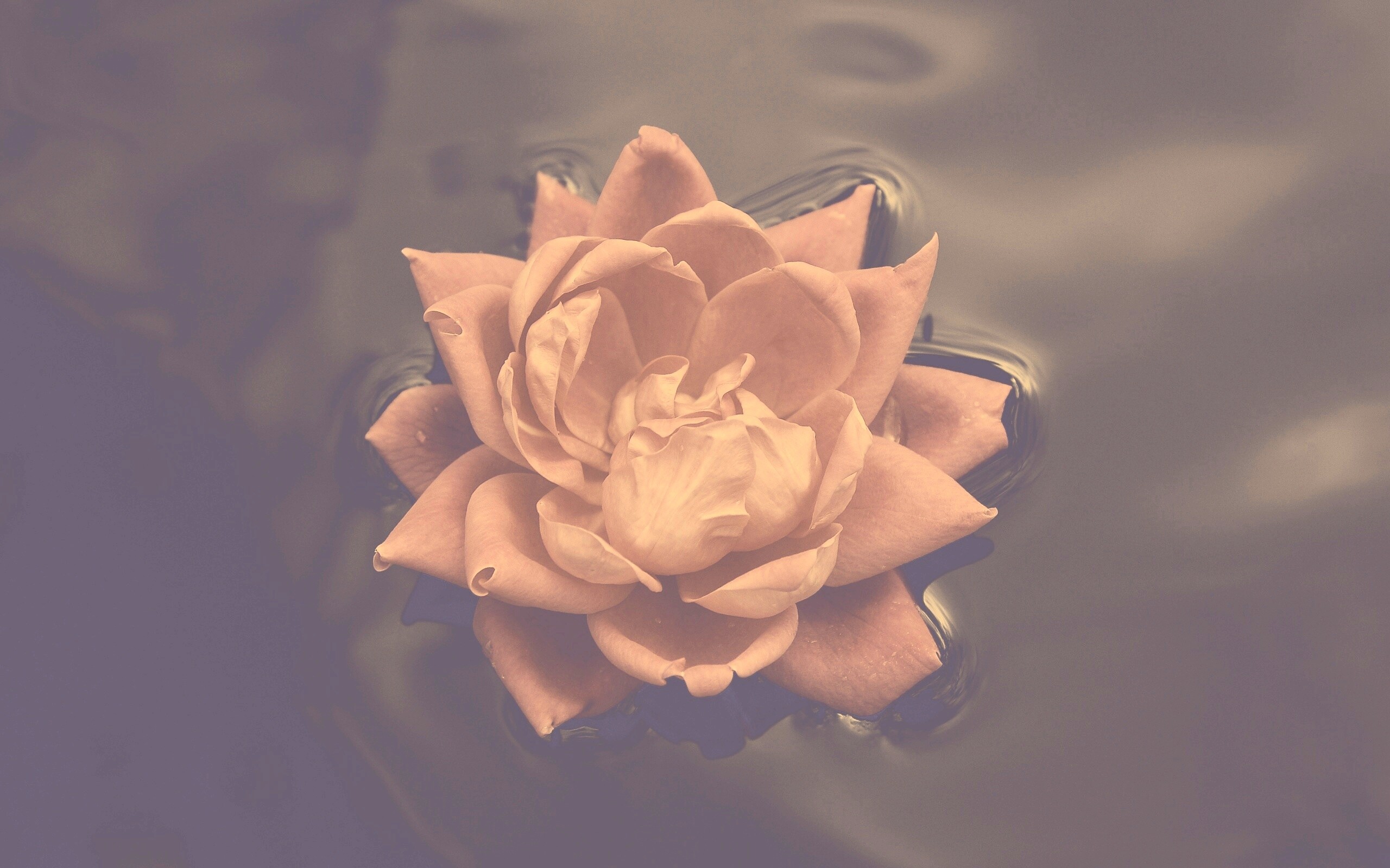 Красивый цветок на воде обои