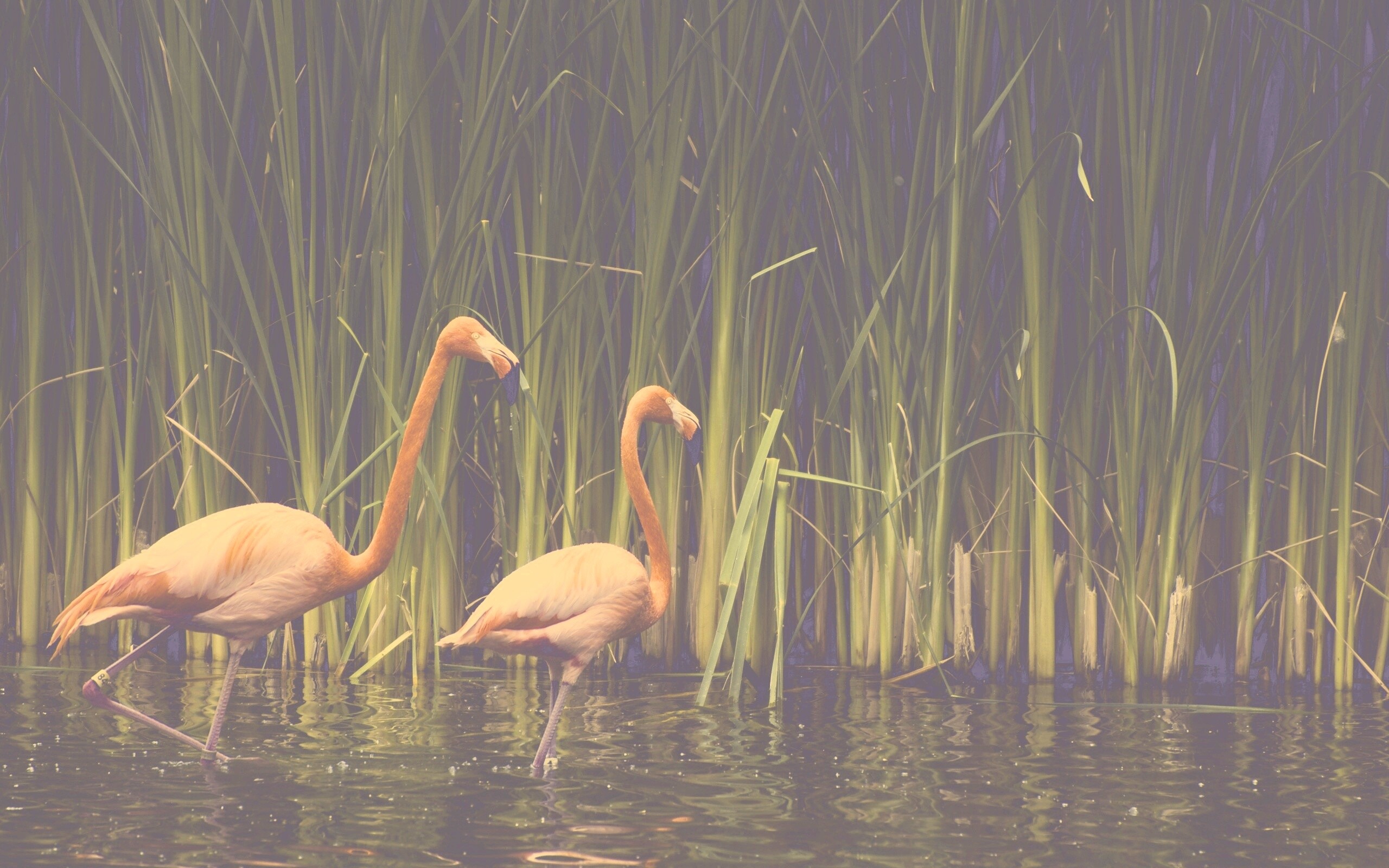 Красивые розовые фламинго на озере обои