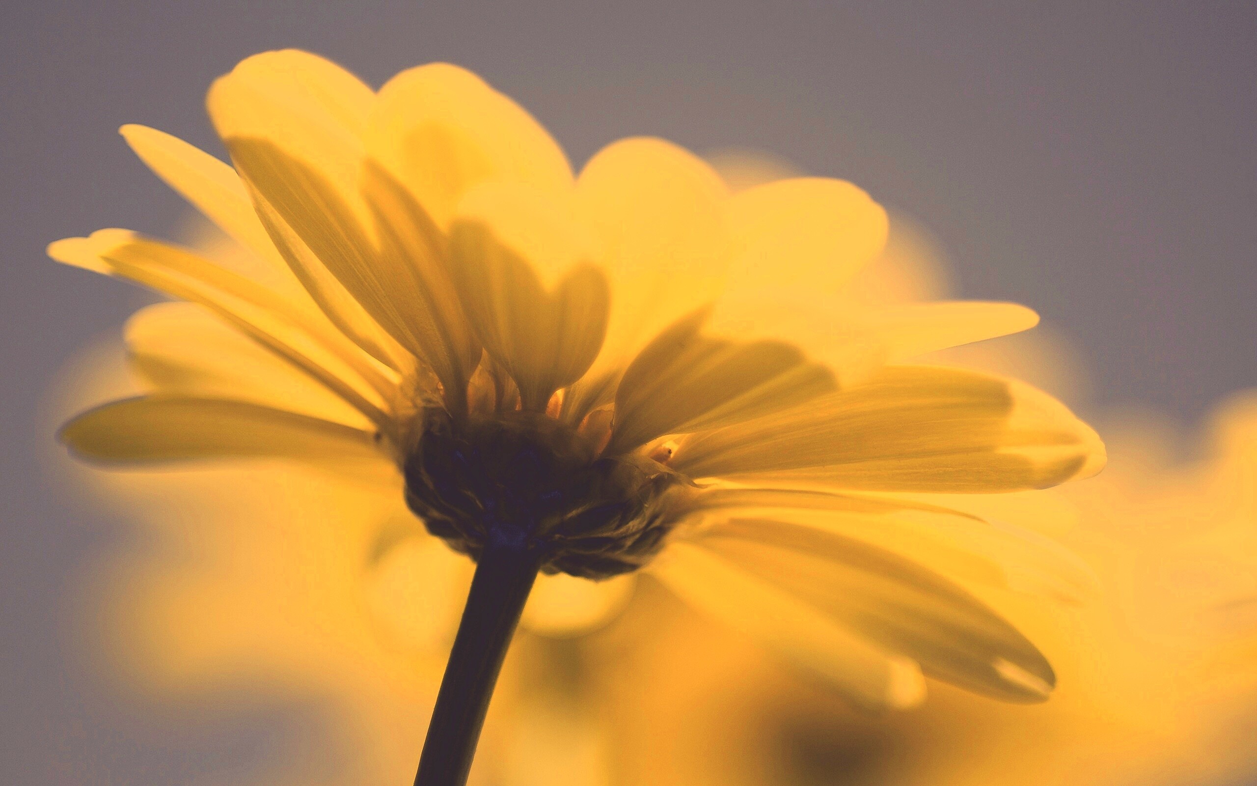 Макро-фото желтого цветка обои