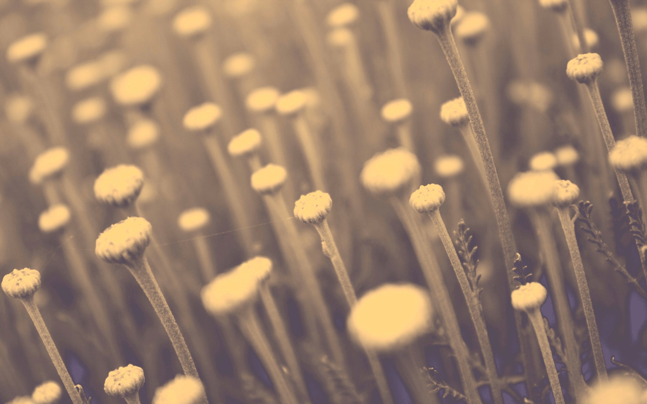 Молодые стебли обои