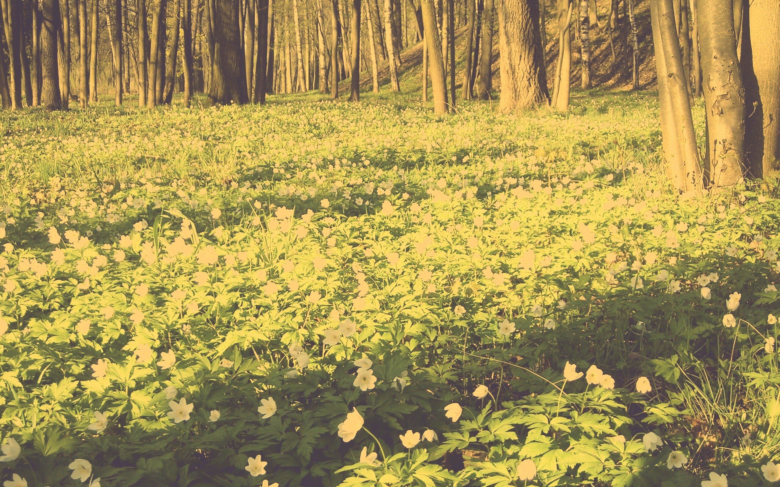 Поляна весенних цветов обои