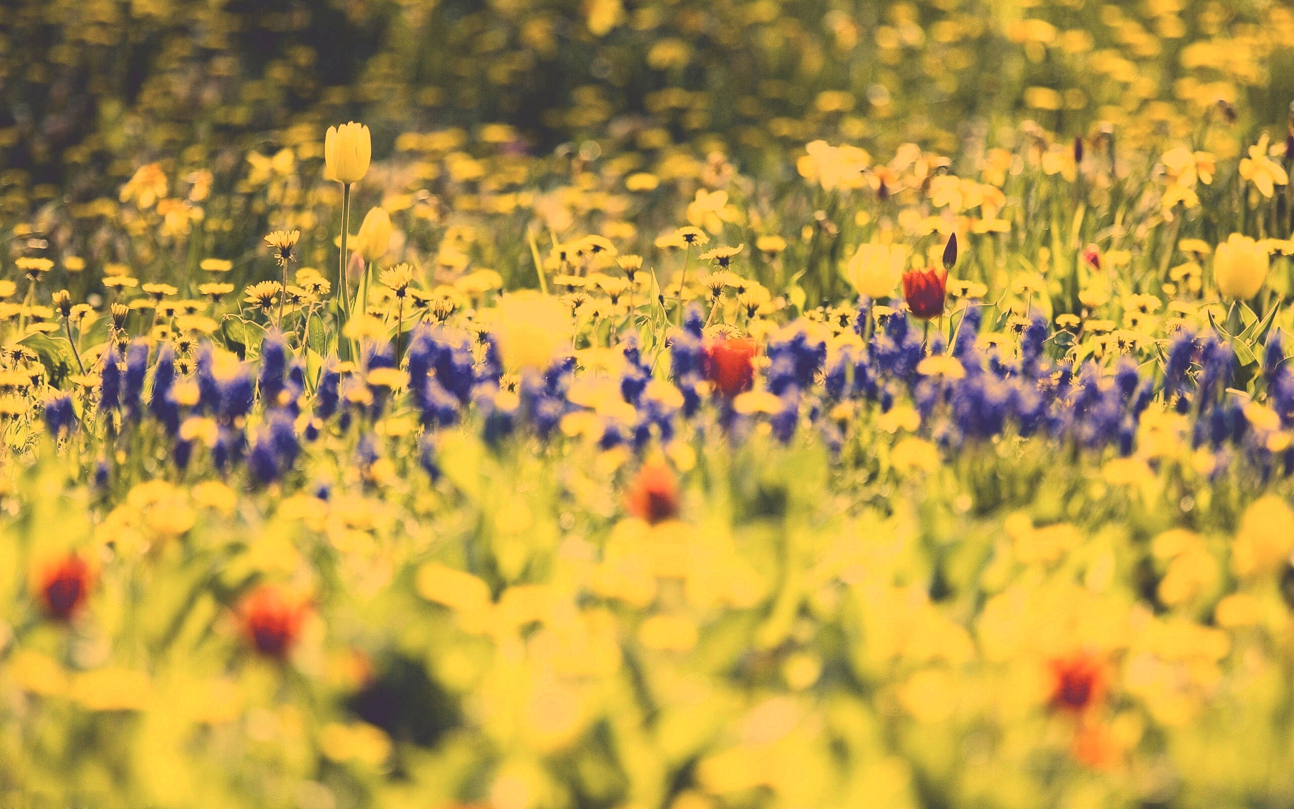 Все краски весны обои