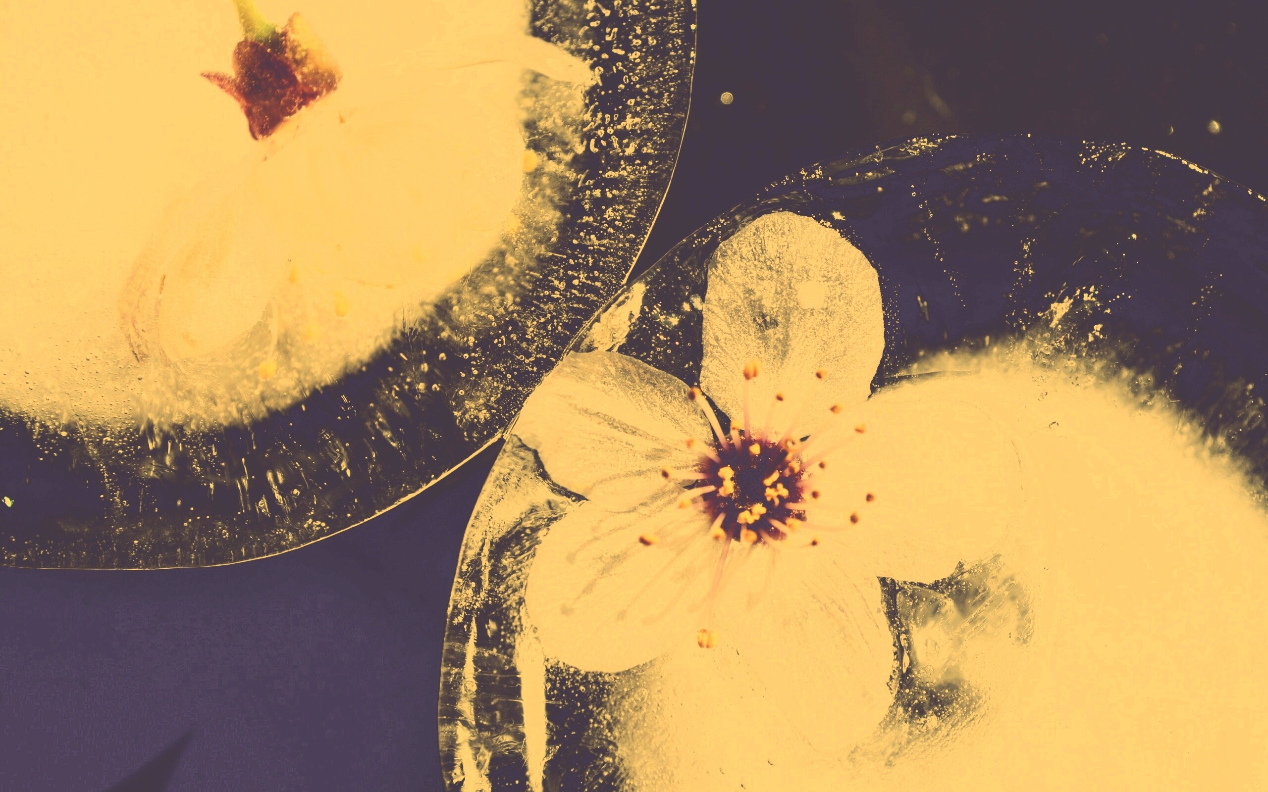 Цветы вишни во льду обои