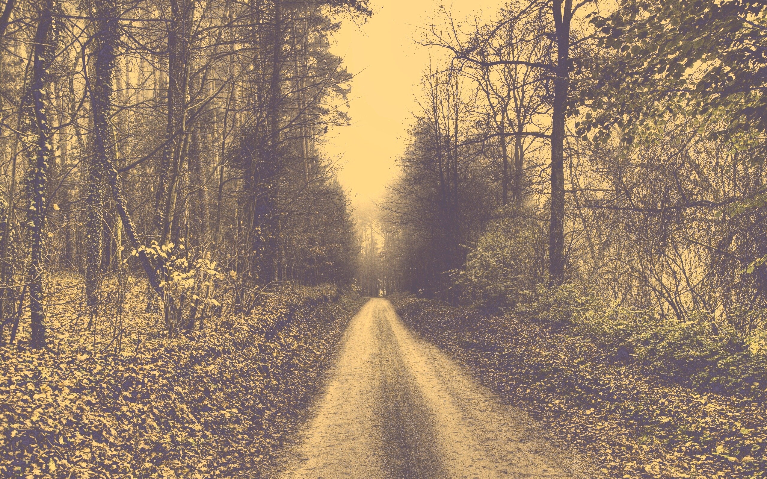 Лесная дорога обои