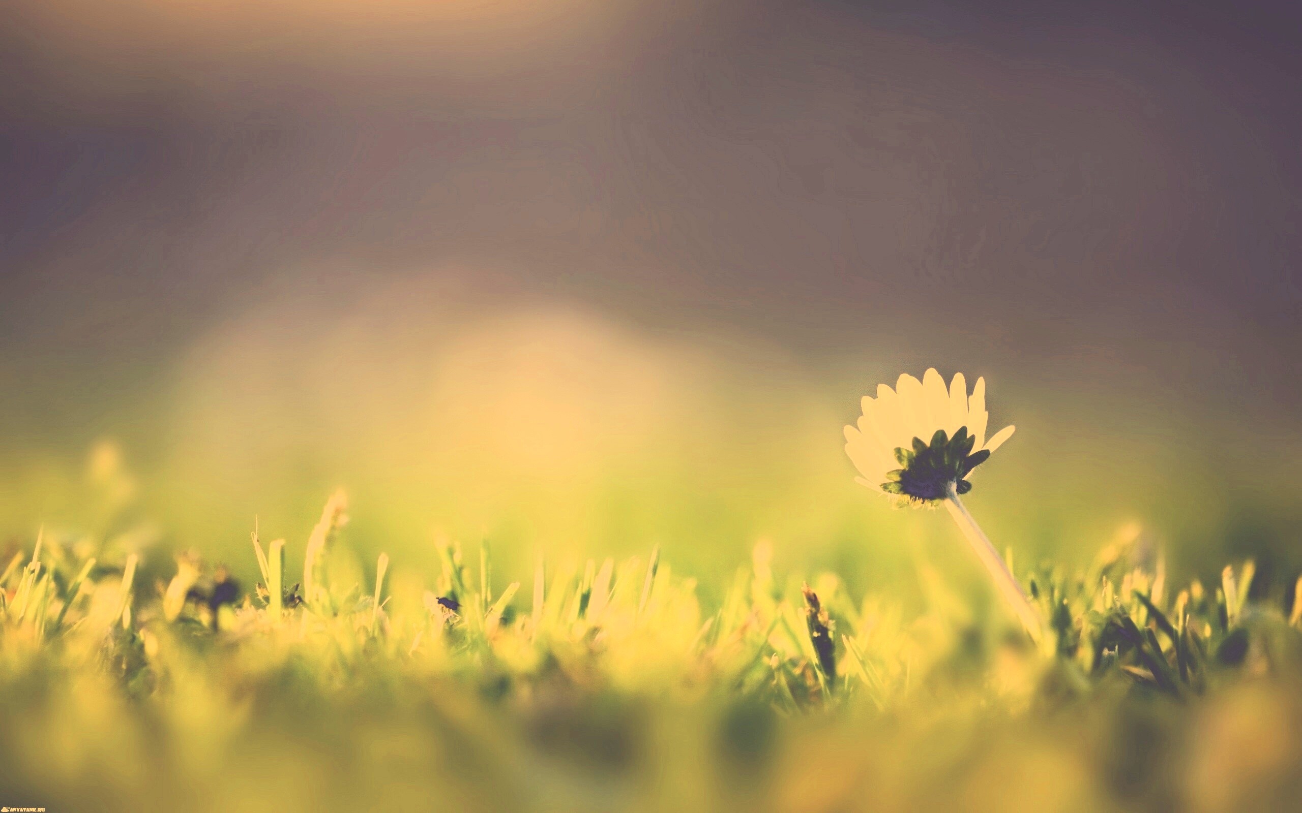 Цветок на траве обои