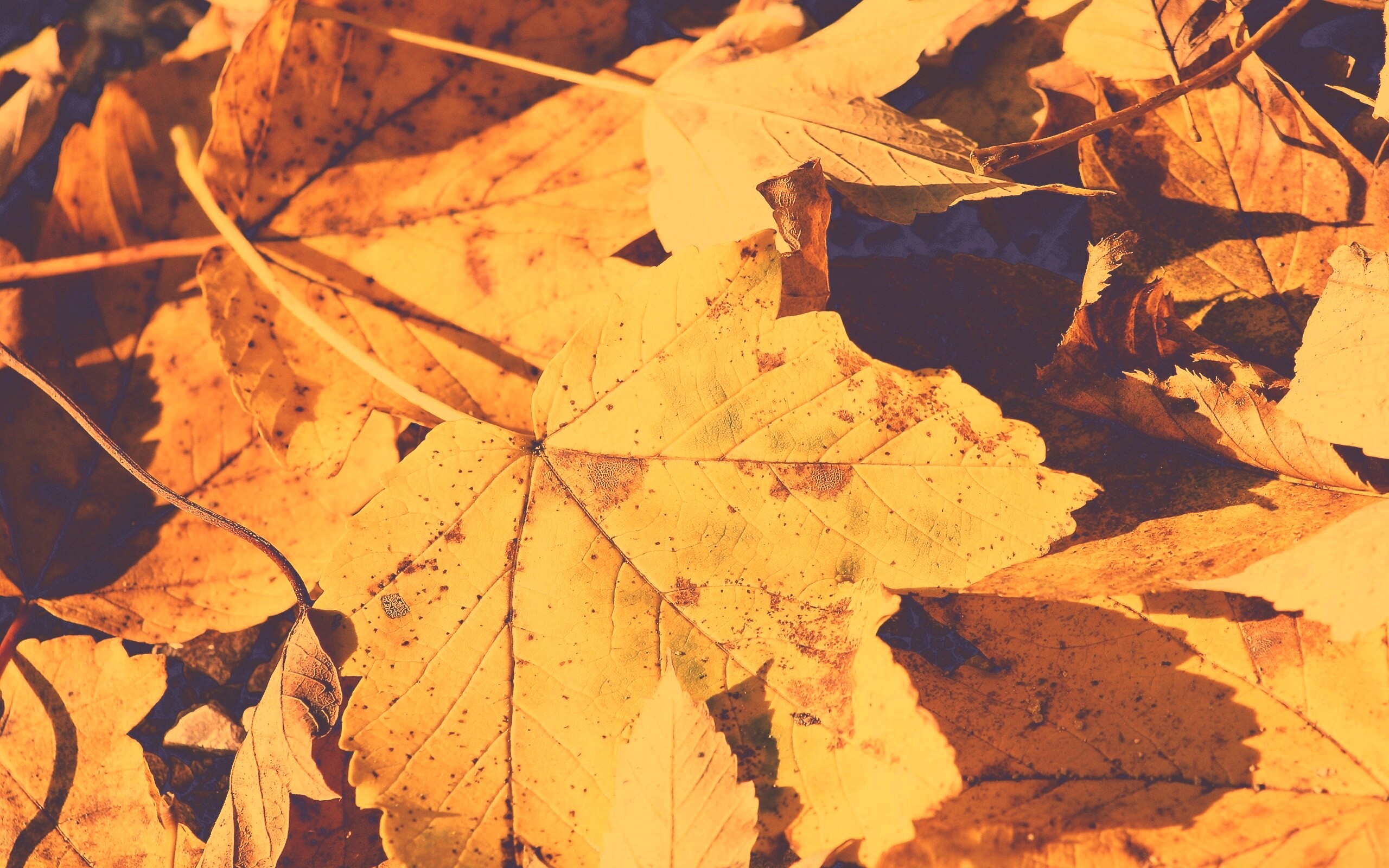 Осенние листья обои