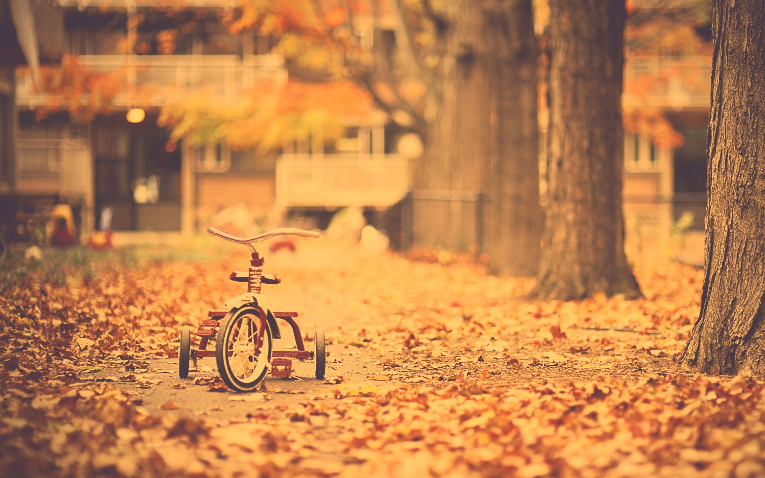 Трёхколёсный друг на осенней дорожке обои