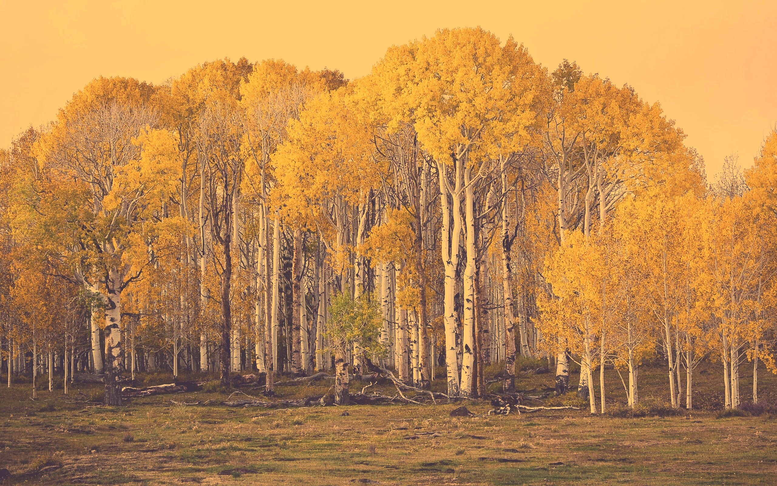 Пожелтевшая березовая роща обои