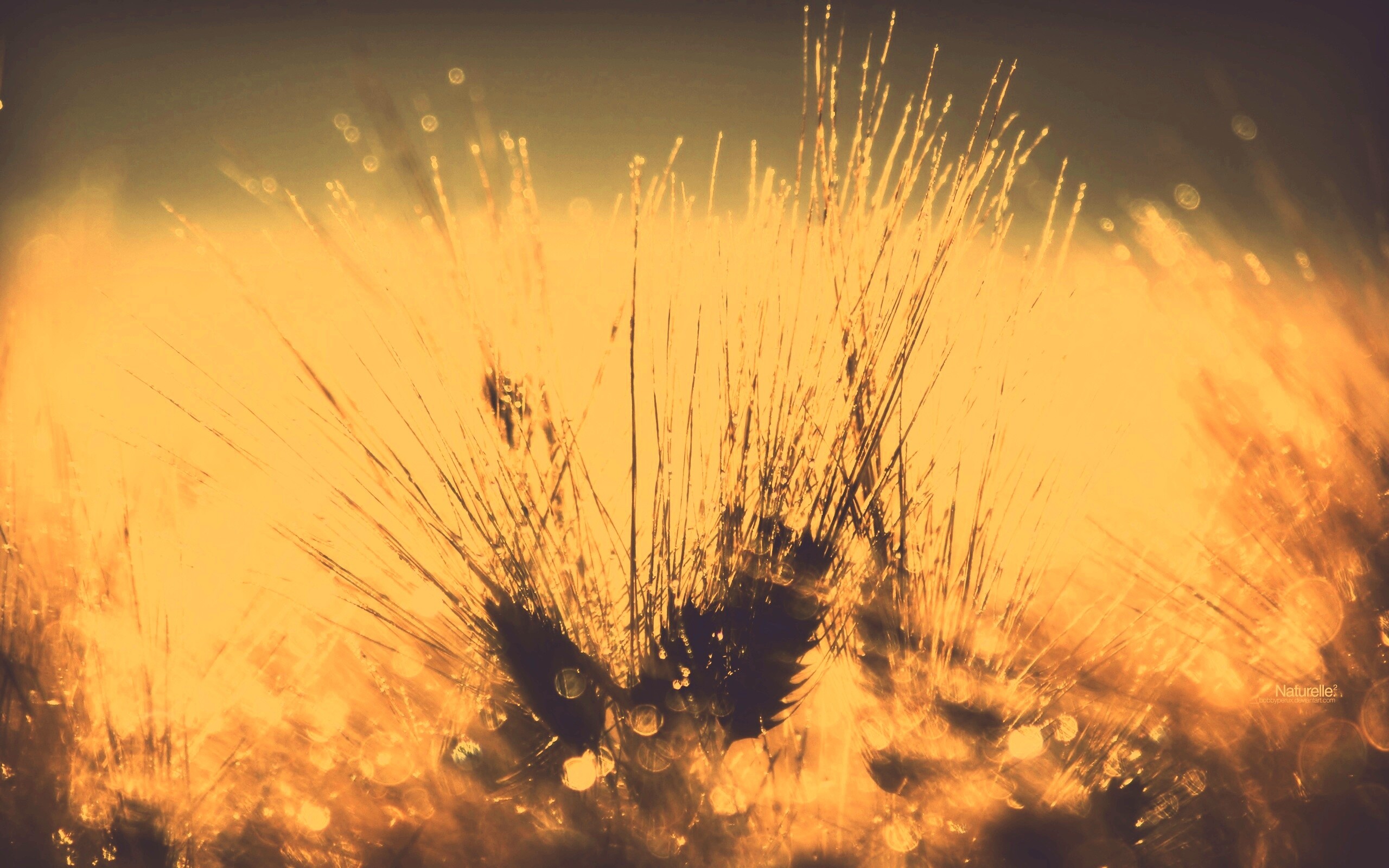 Трава на солнце обои