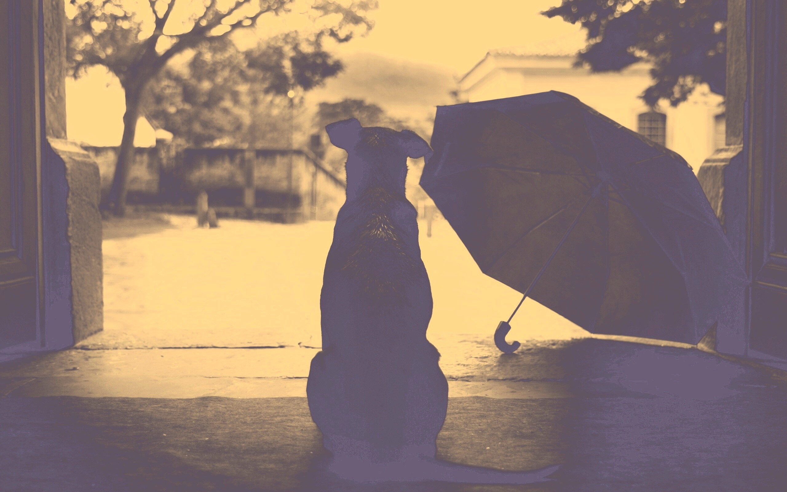 Собака и зонтик обои