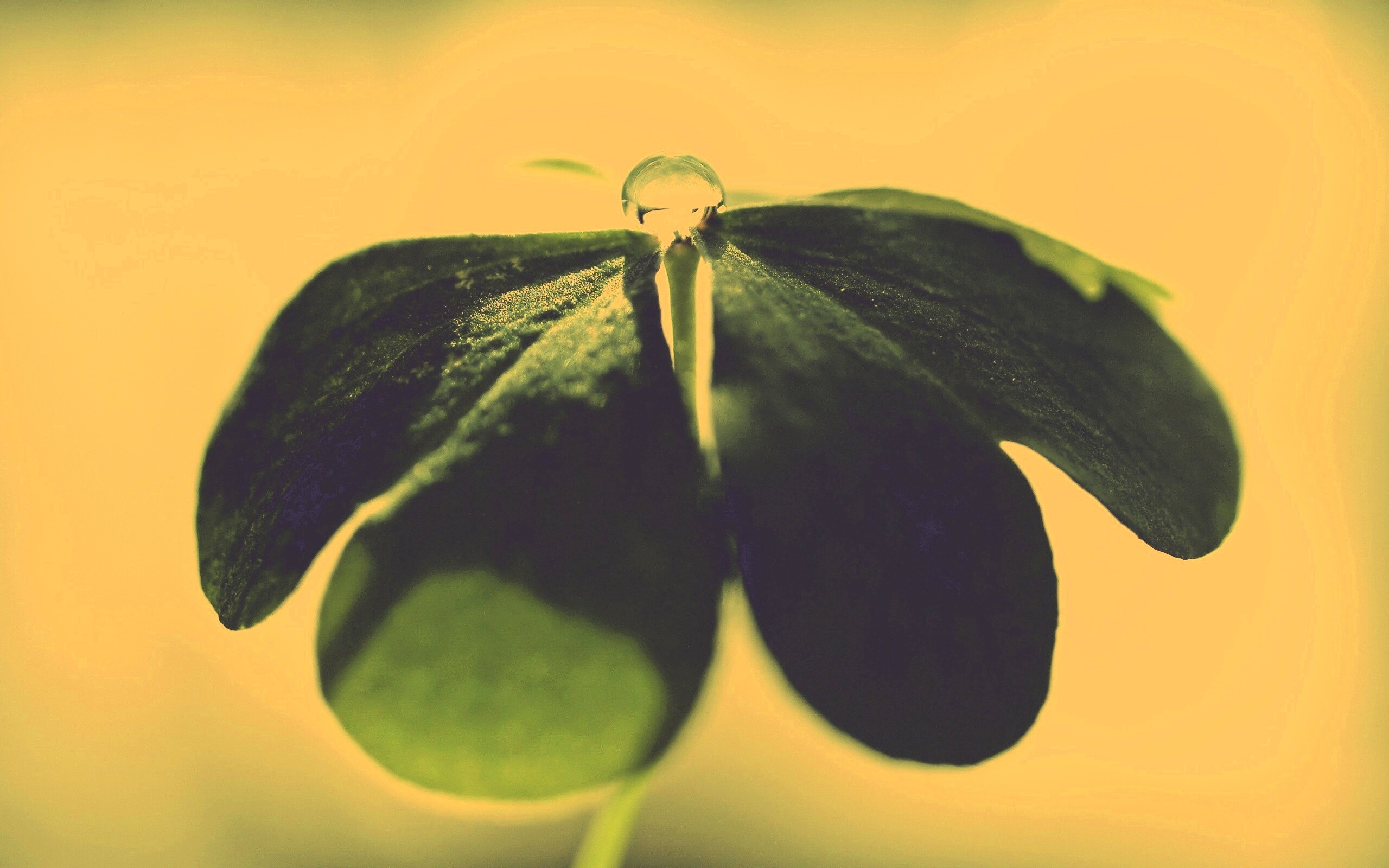 Зеленые листики и капелька воды обои