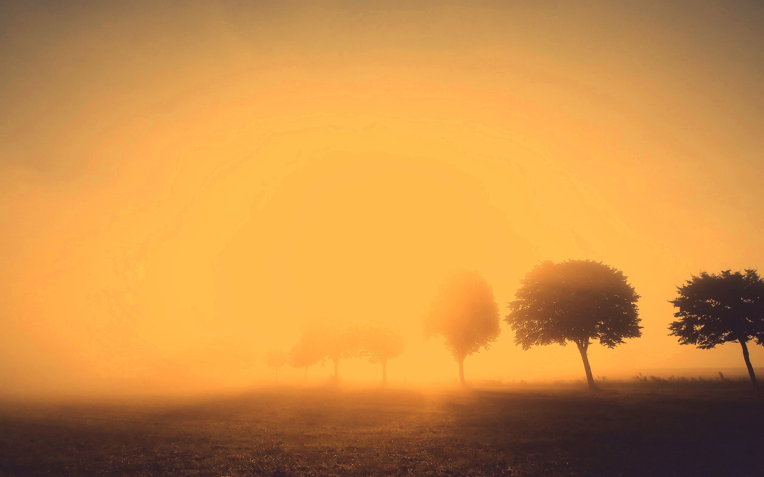 Деревья в поле обои