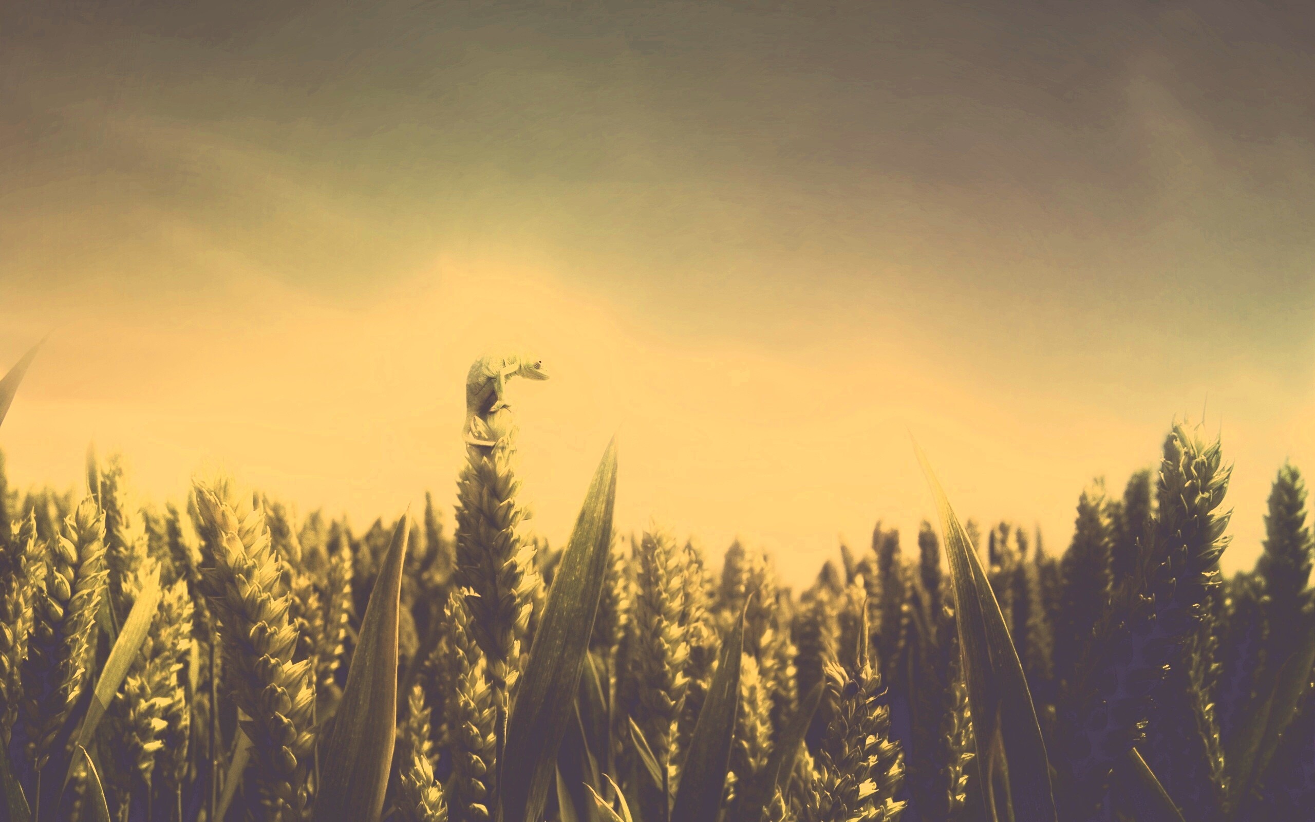 Маленький хамелеон на травинке обои