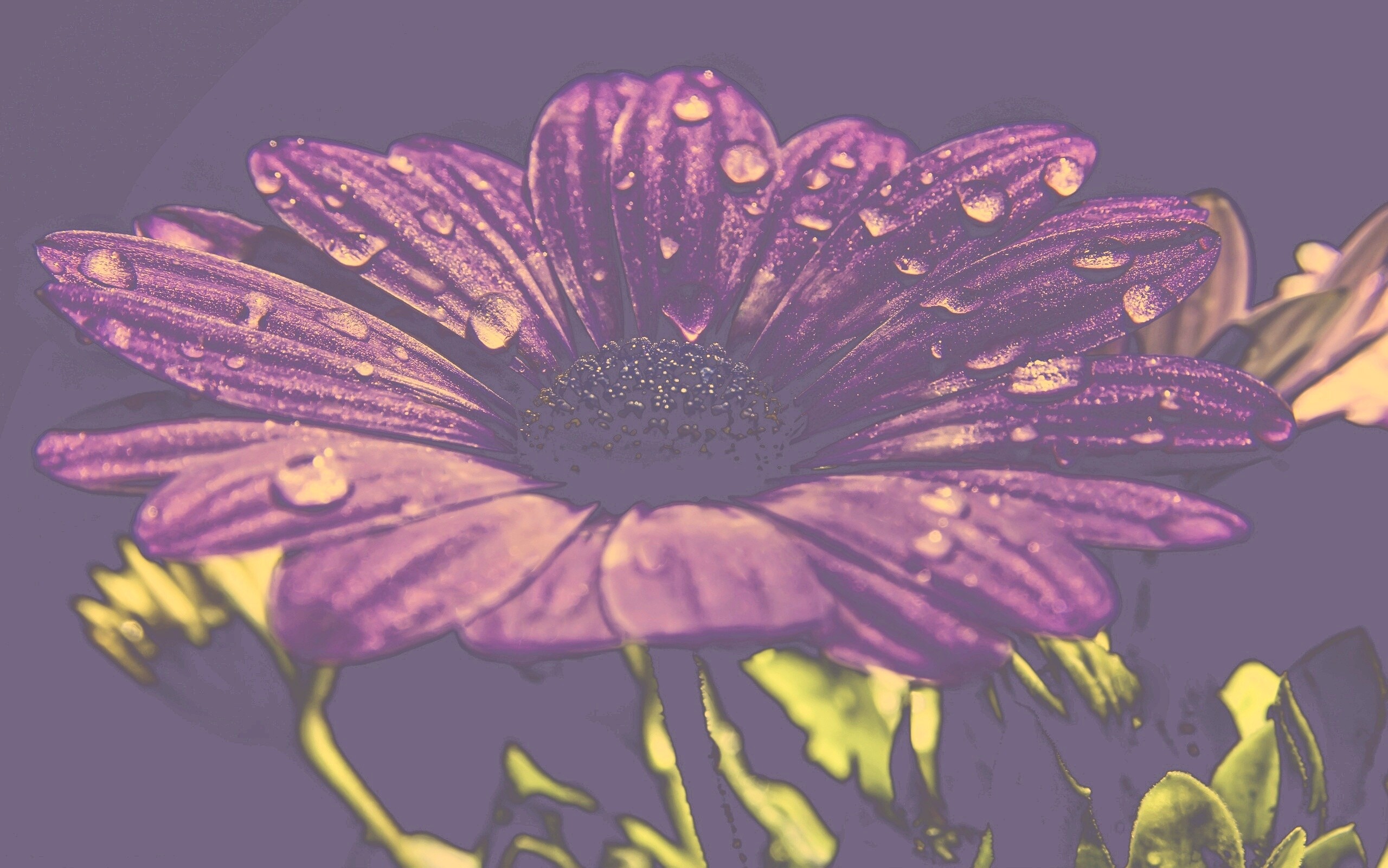 Мокрый от росы фиолетовый цветок обои