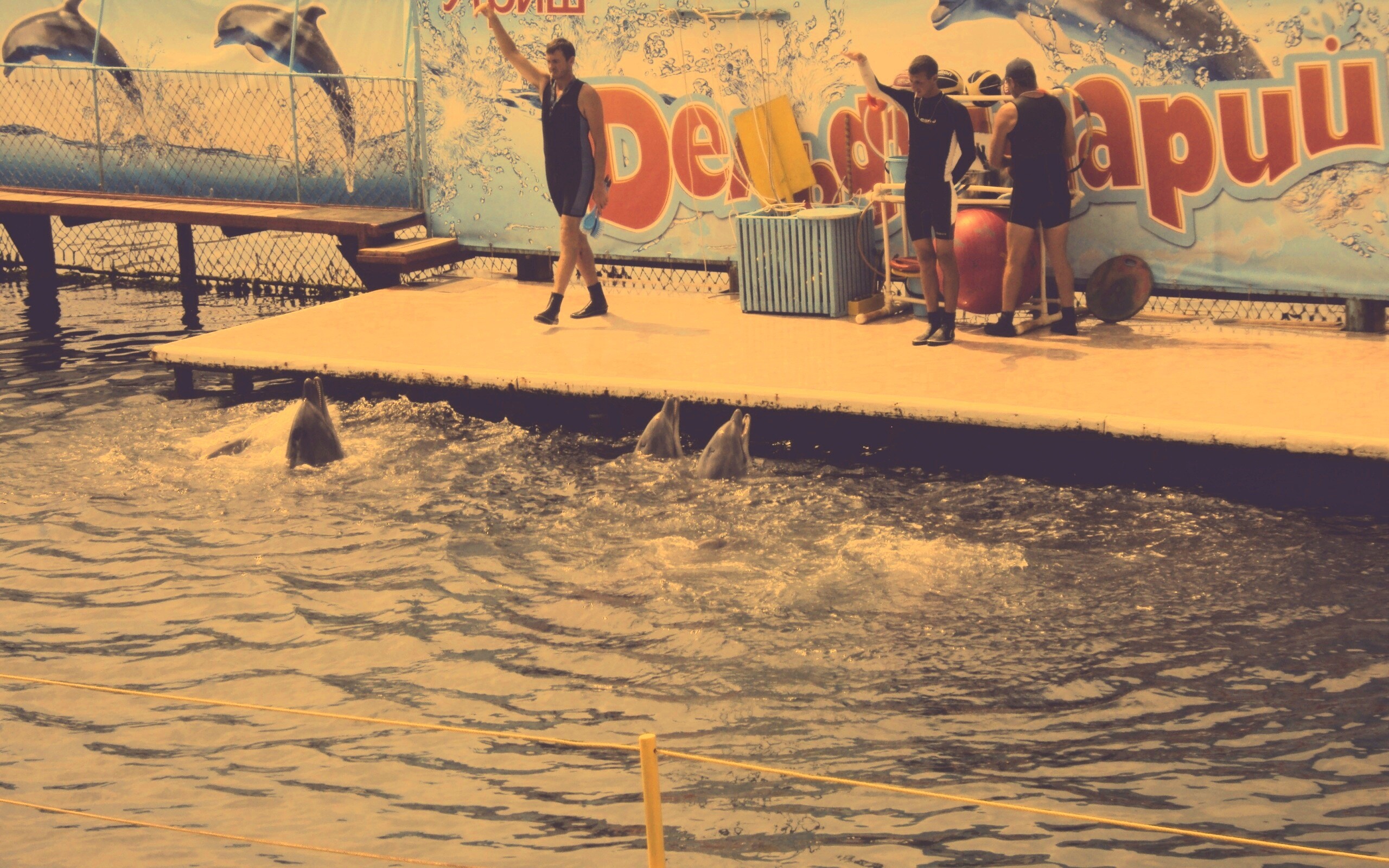 Утро в дельфинарии обои