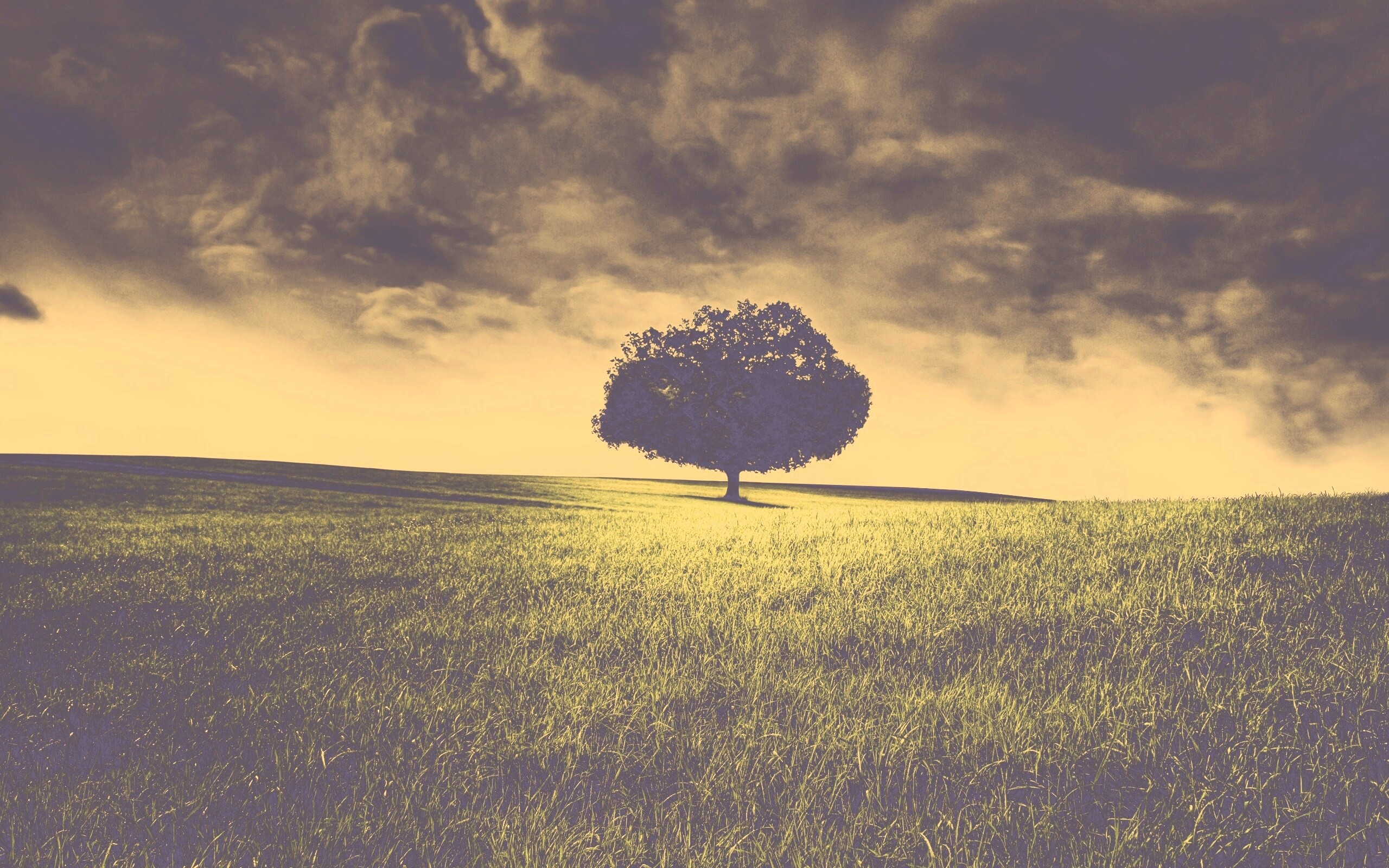 Одинокое дерево под грозовым небом обои