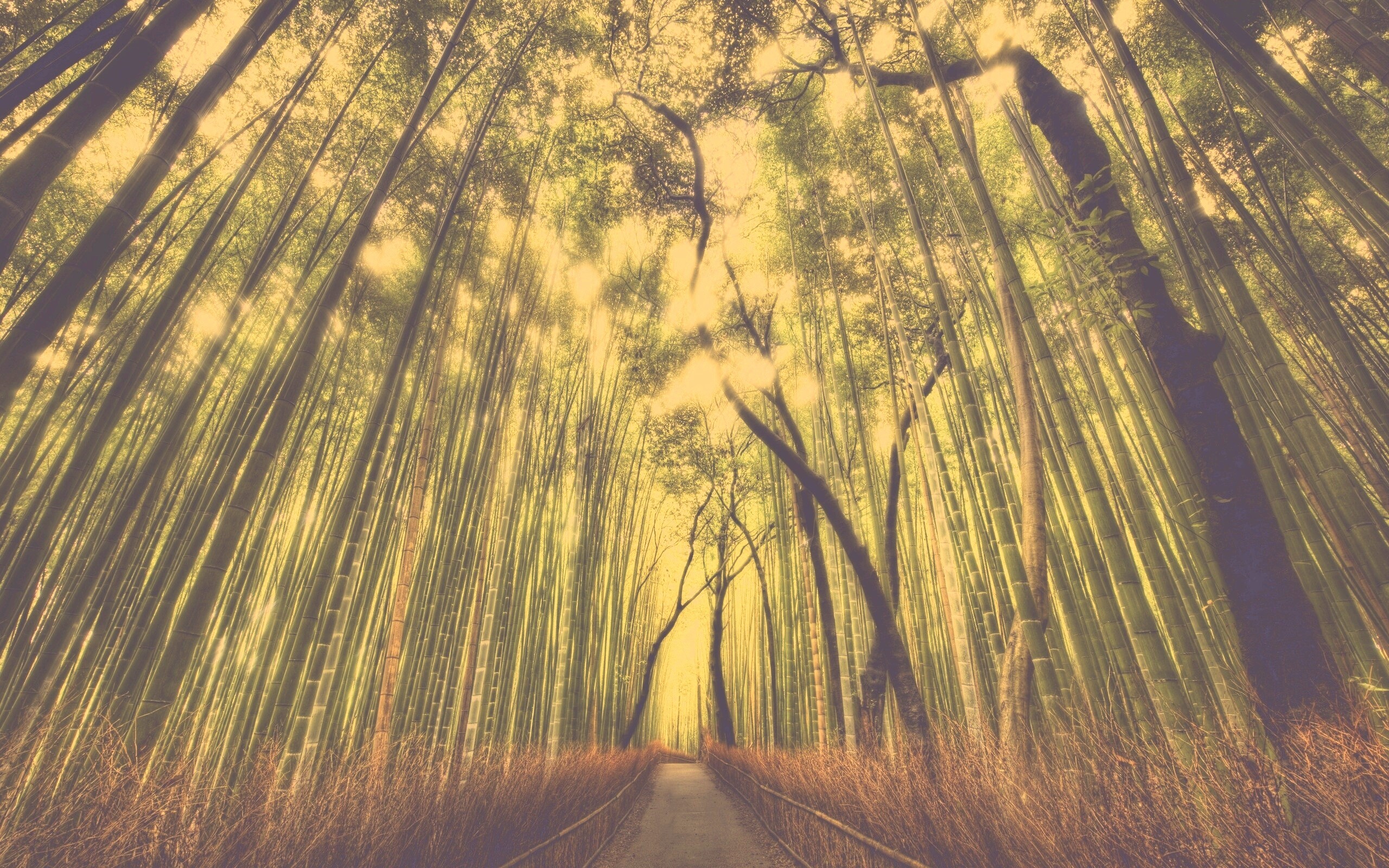 Дорога в тростниковых зарослях обои