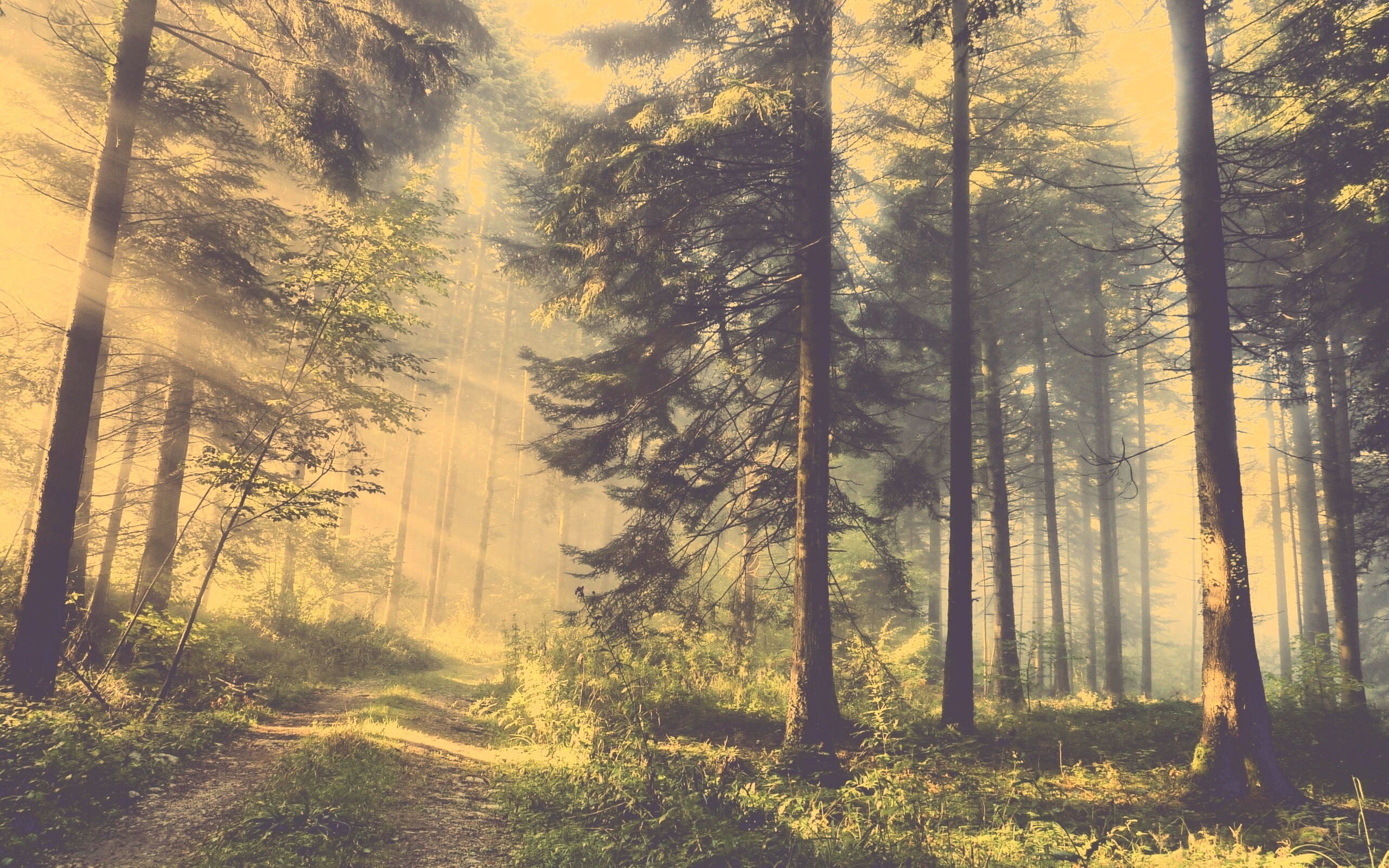 Тропа в лесу обои