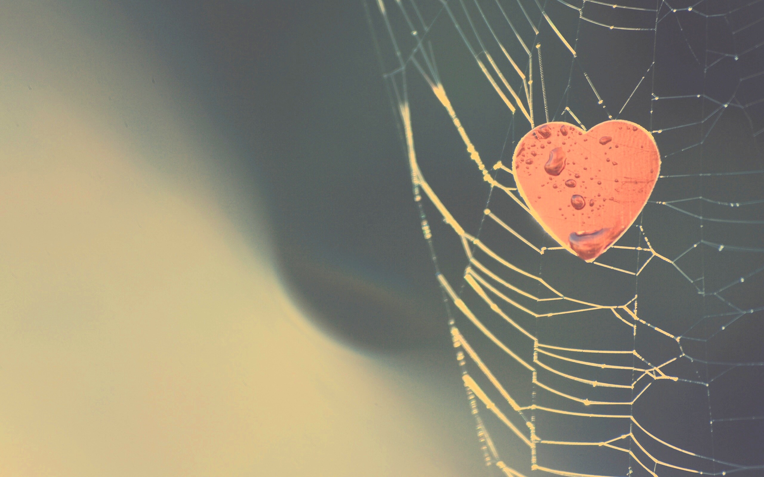 Сердце в паутине обои