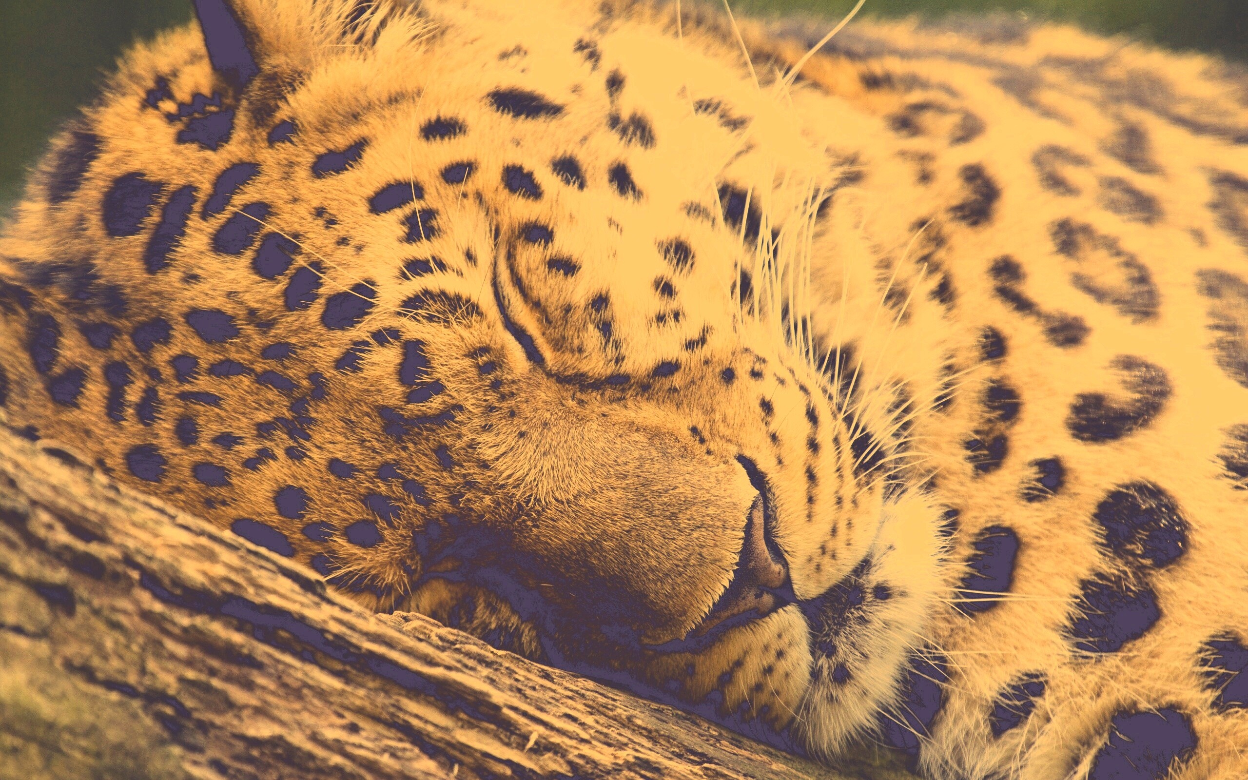 Спящий хищник обои