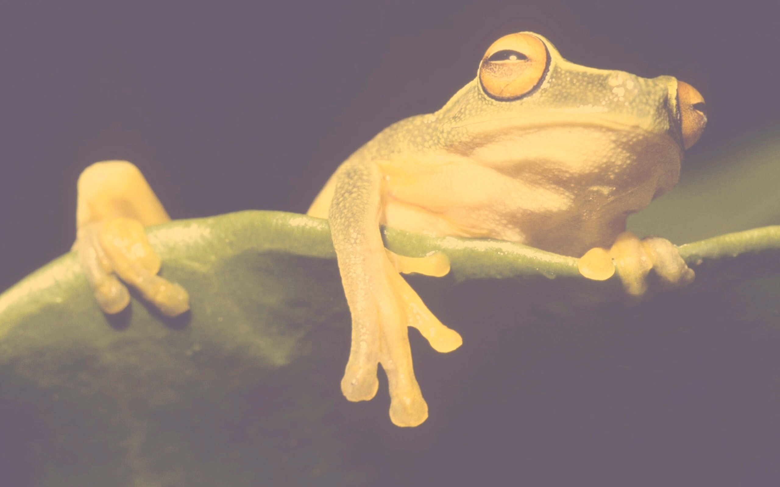 Лягушка на отдыхе обои