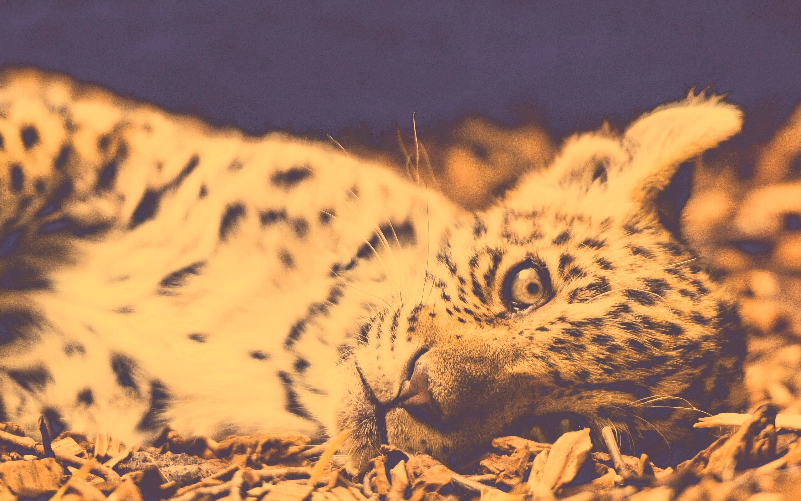 Гепард котенок обои