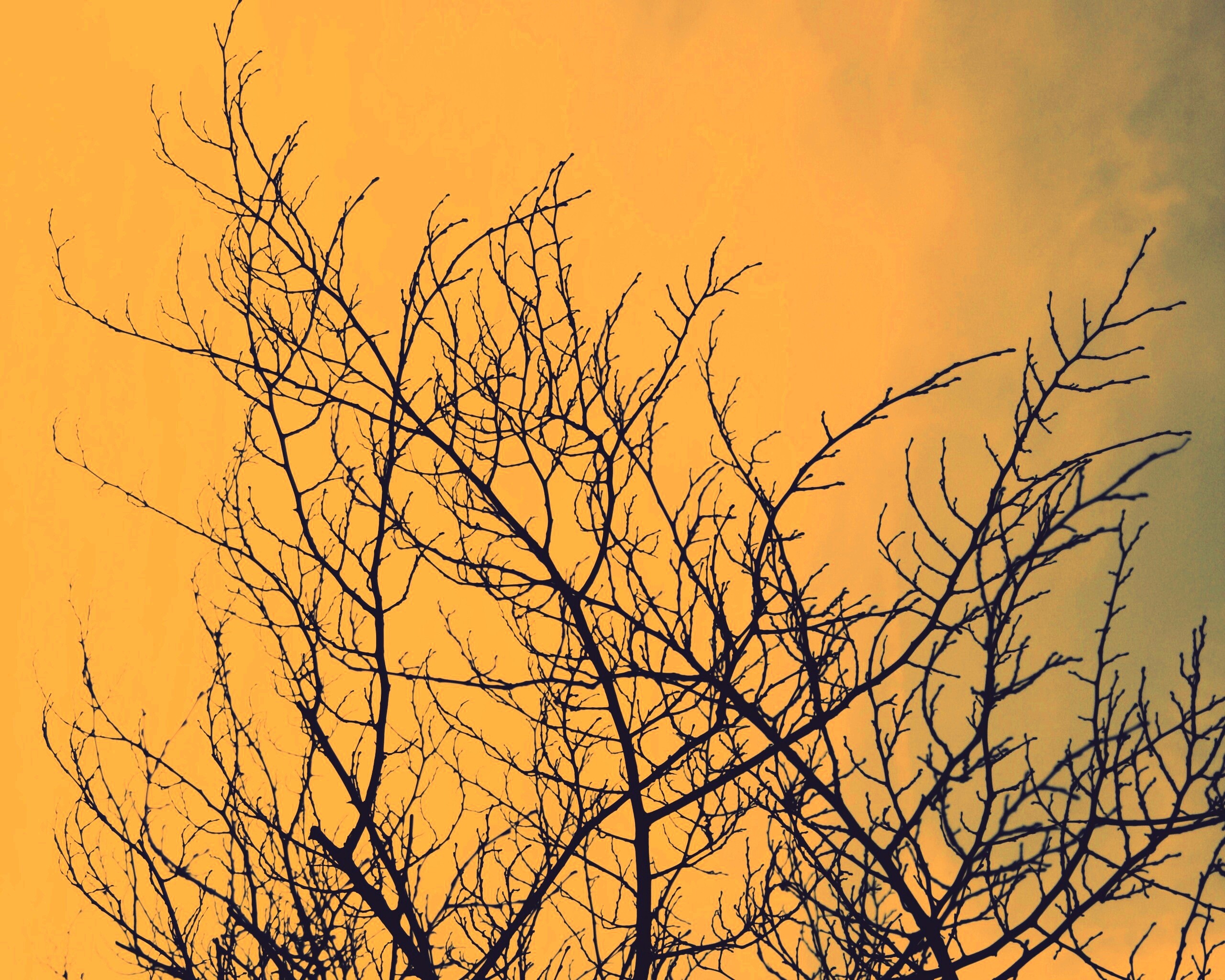 Ветвистое дерево обои