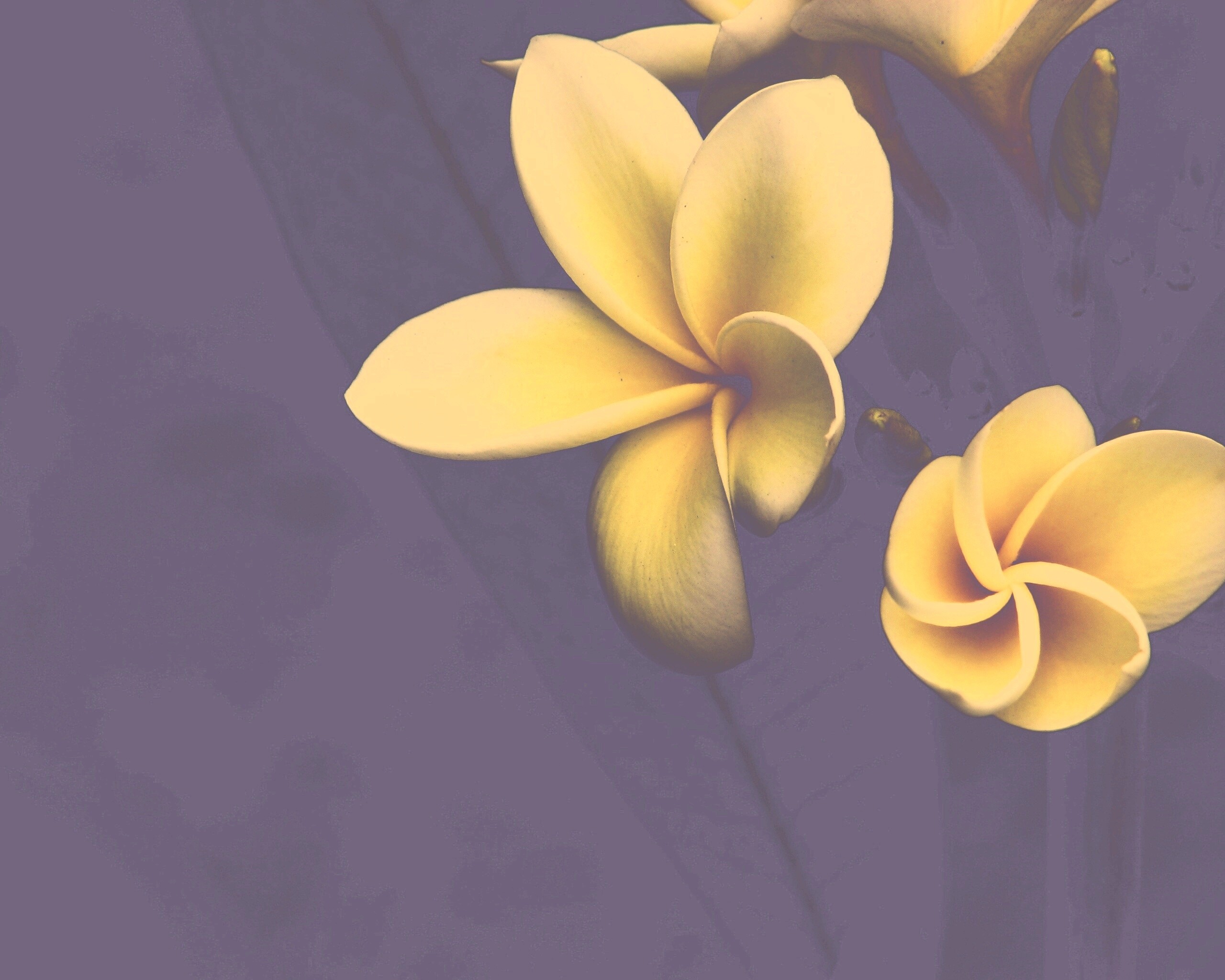 Цветки обои