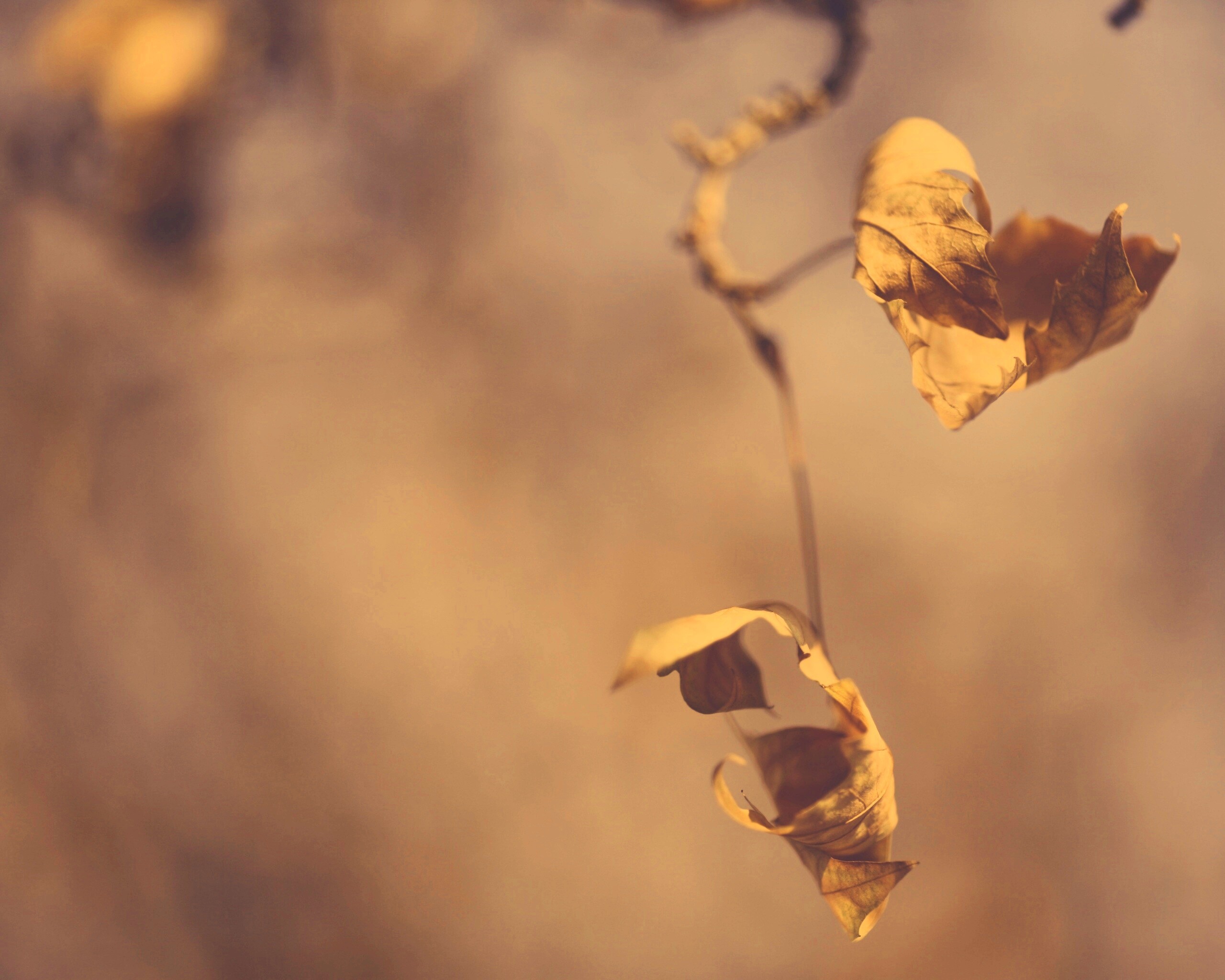 Увядшие листья обои