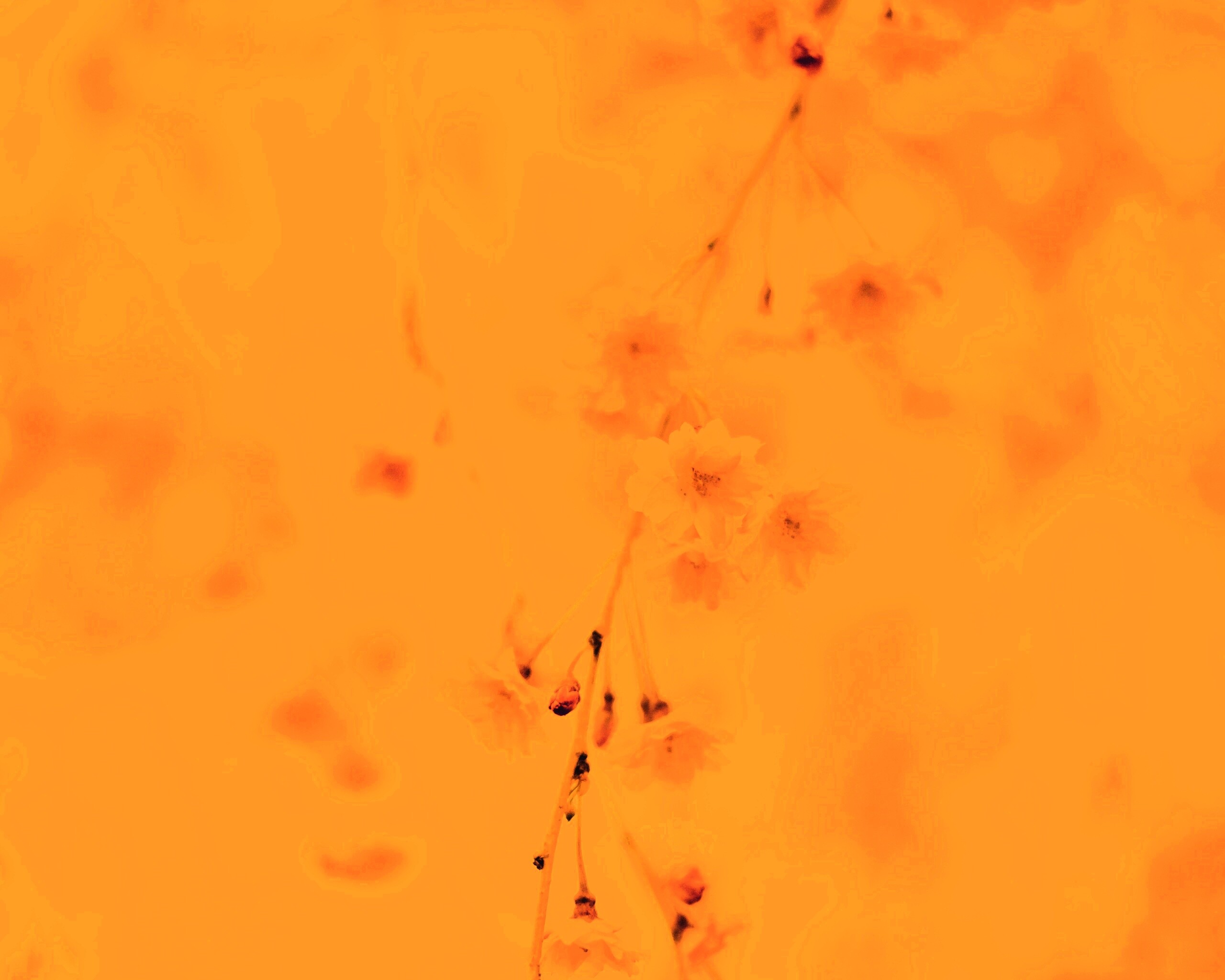 Нежные цветы обои