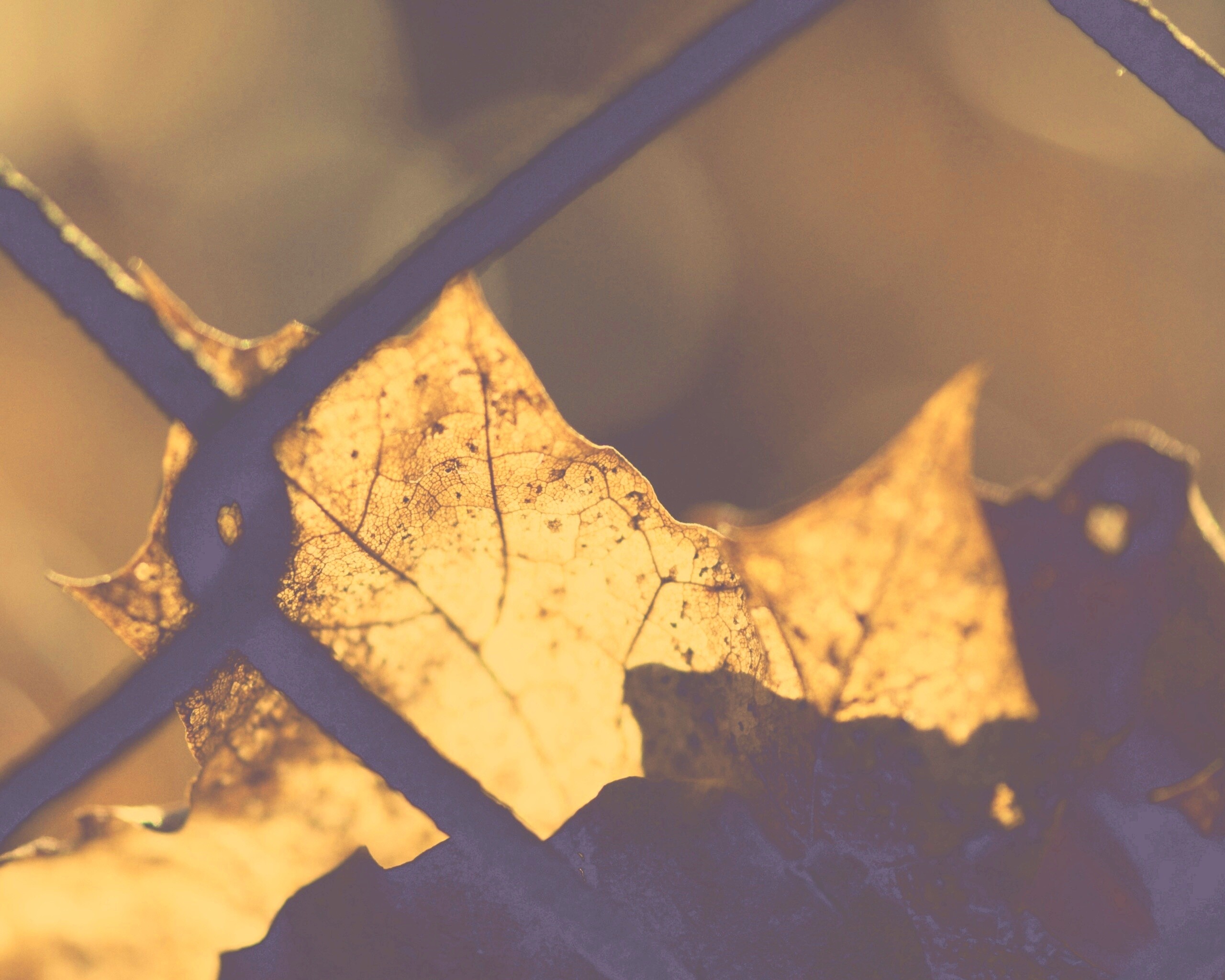 Осенний лист на забором обои