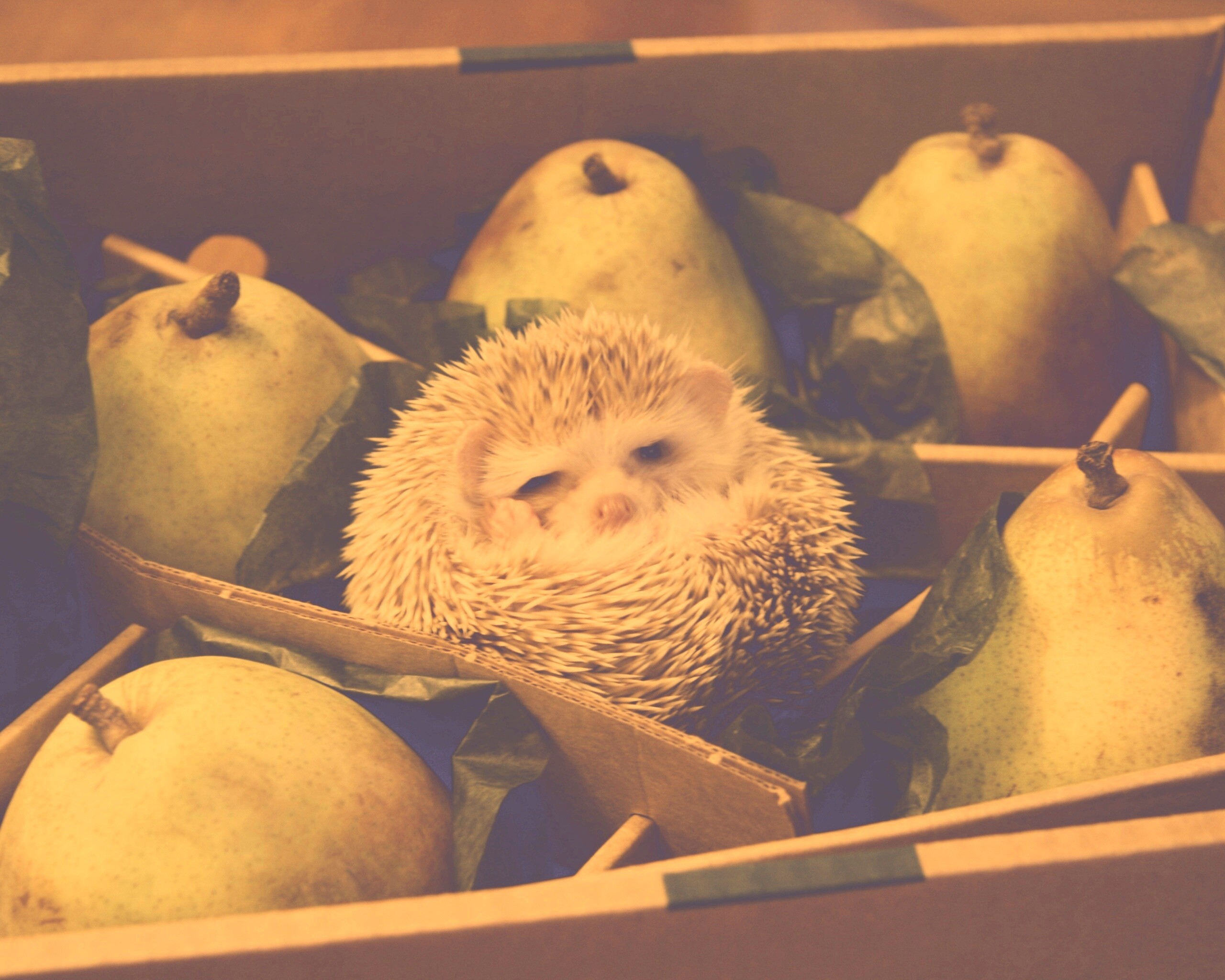 Ёжик в грушах обои