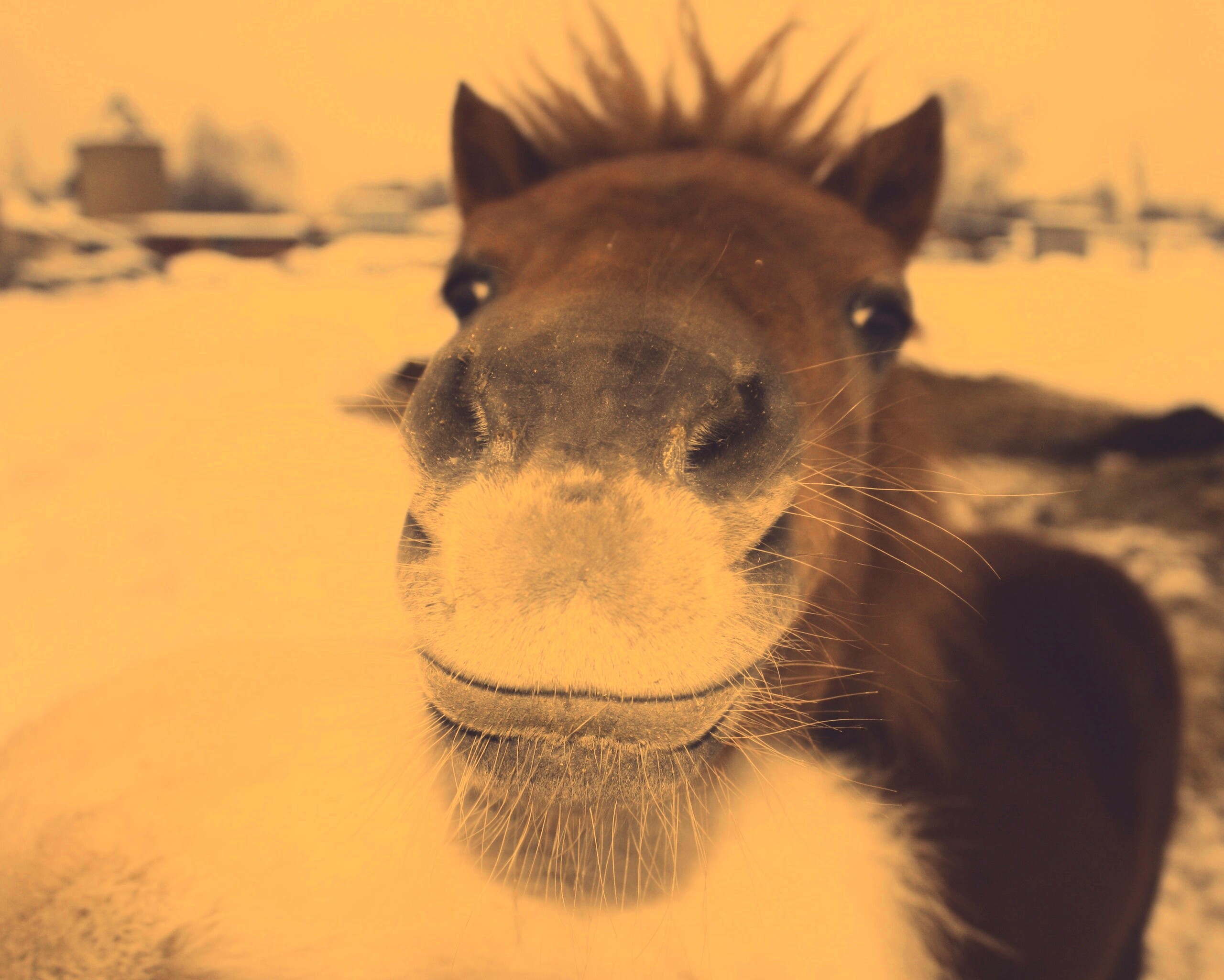 Морда пони обои