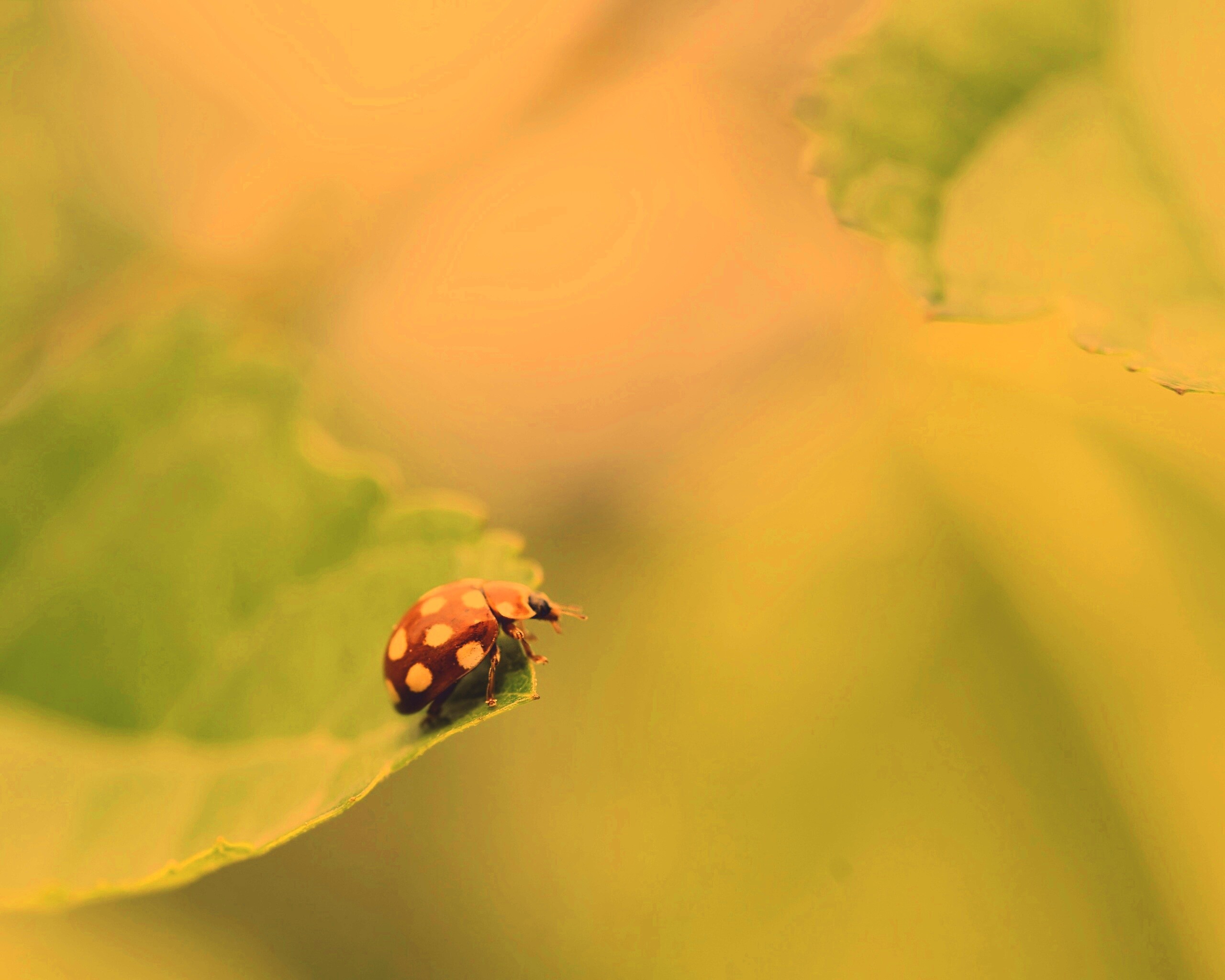 Божья коровка обои