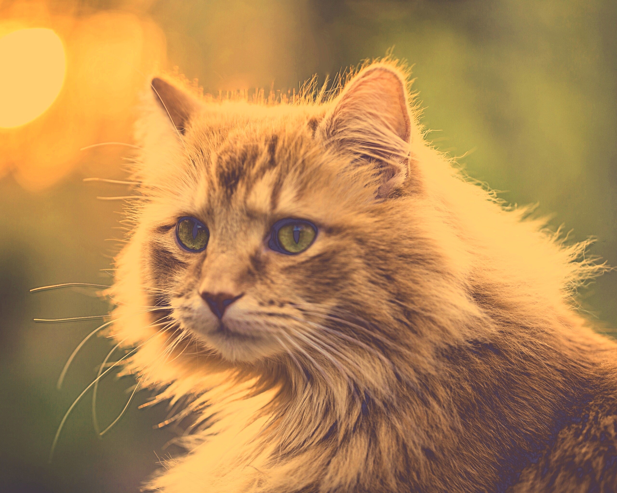 Рыжий кот в лучах солнца обои
