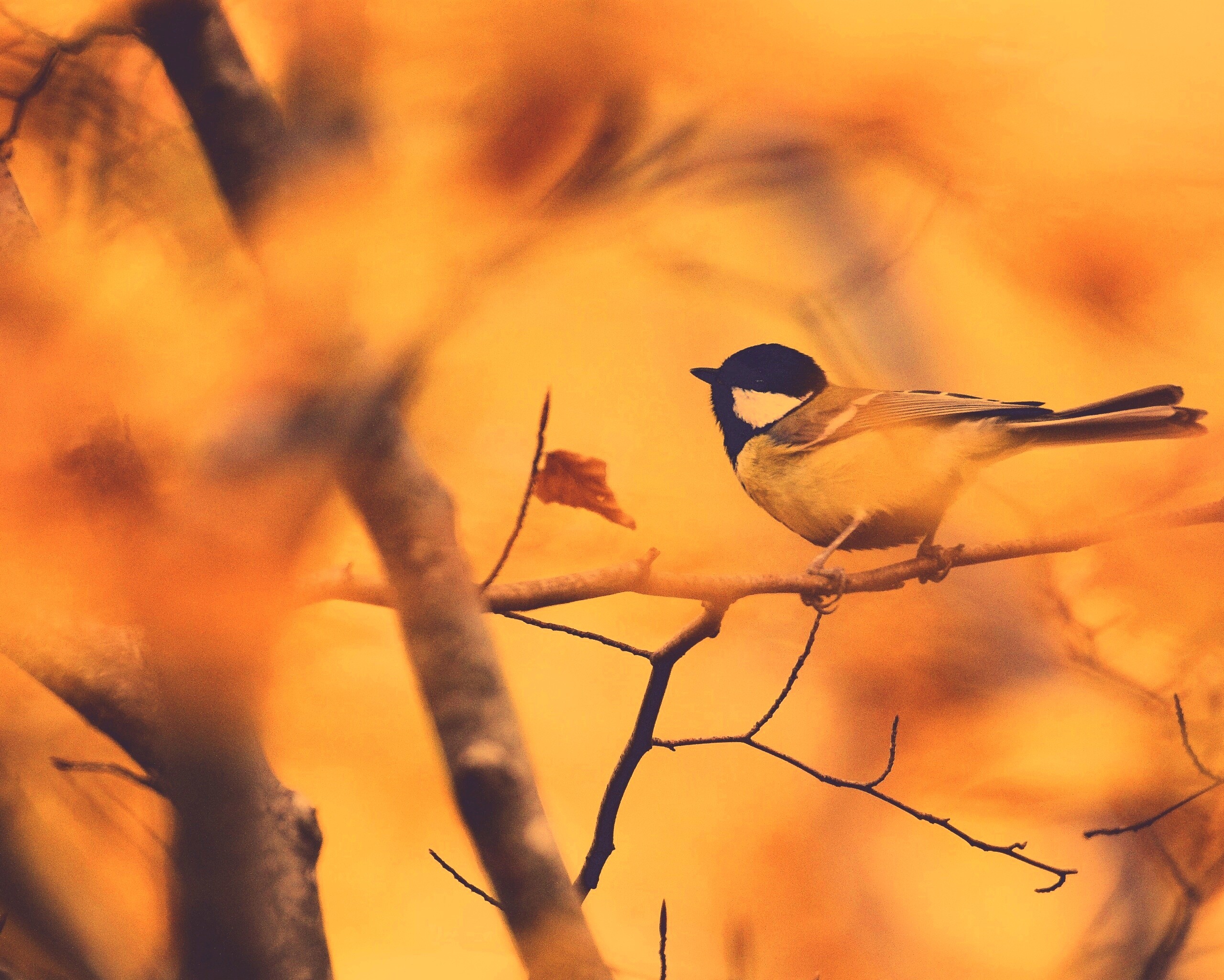 Синичка в желтой листве обои