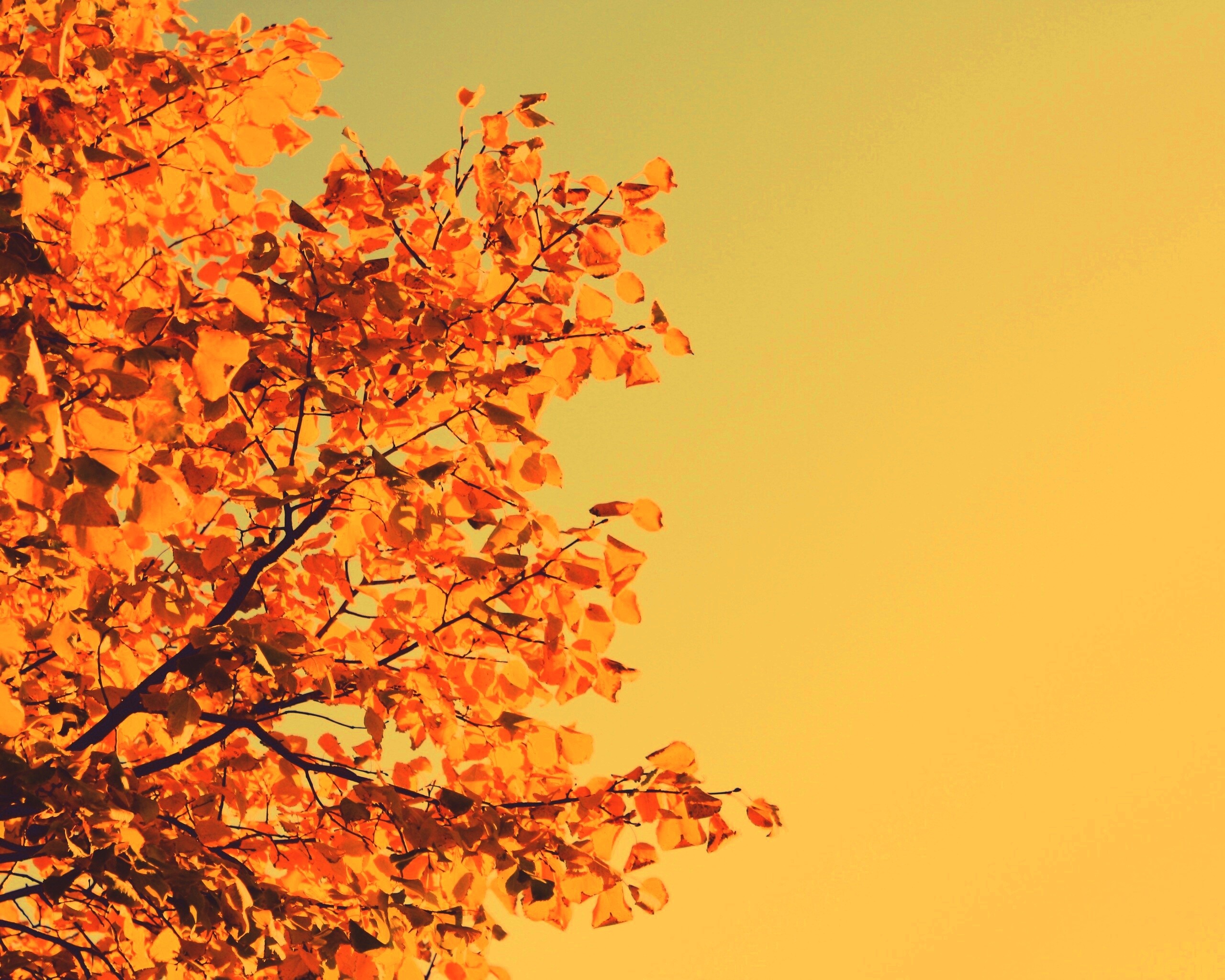 Ветви с пожелтевшими листьями на фоне неба обои