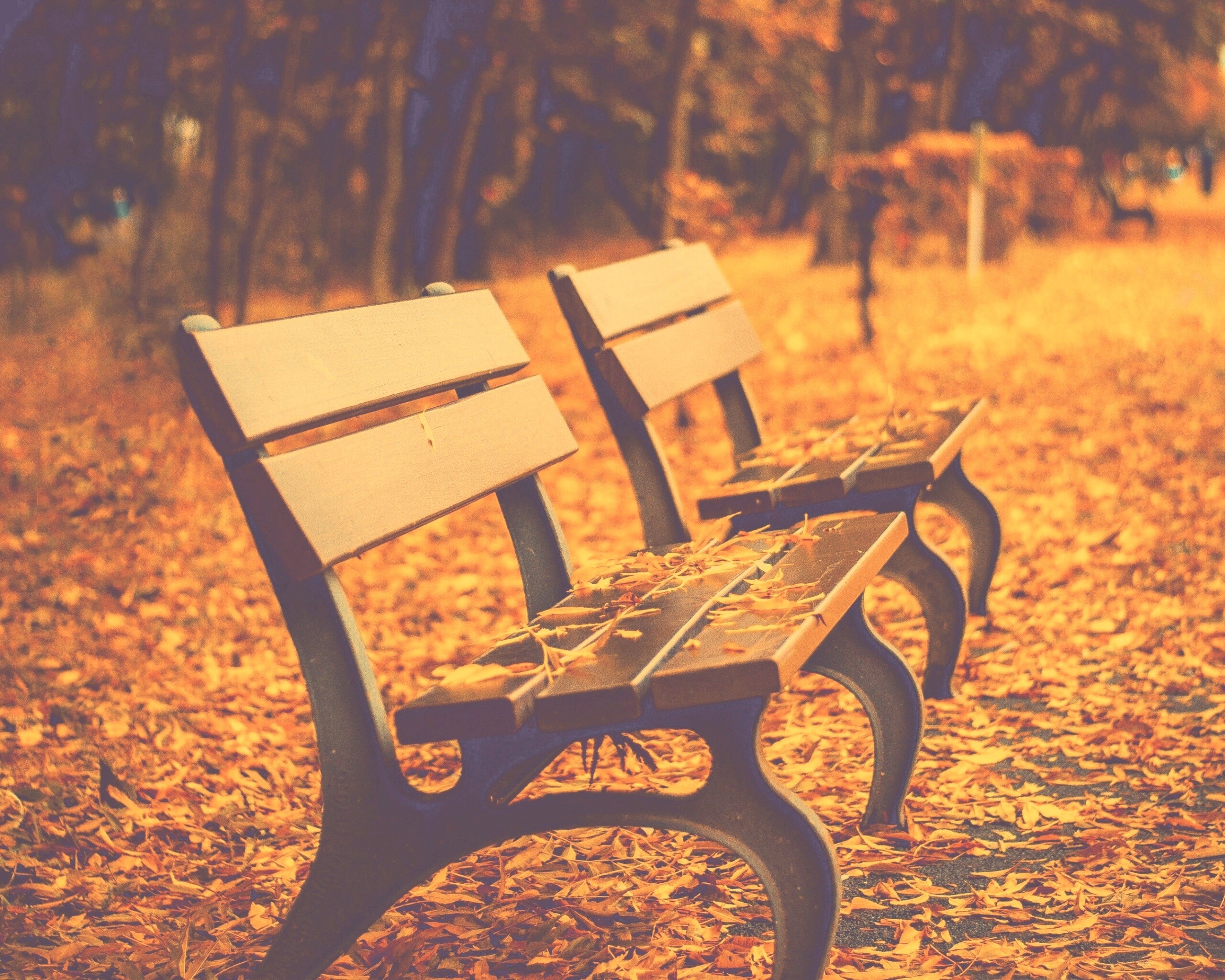 Лавочки в осеннем парке обои