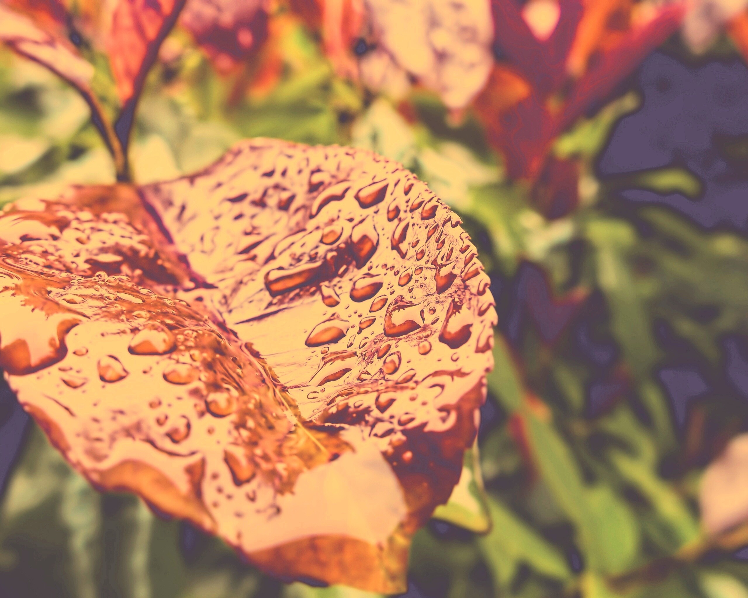 Красный лист в каплях воды обои