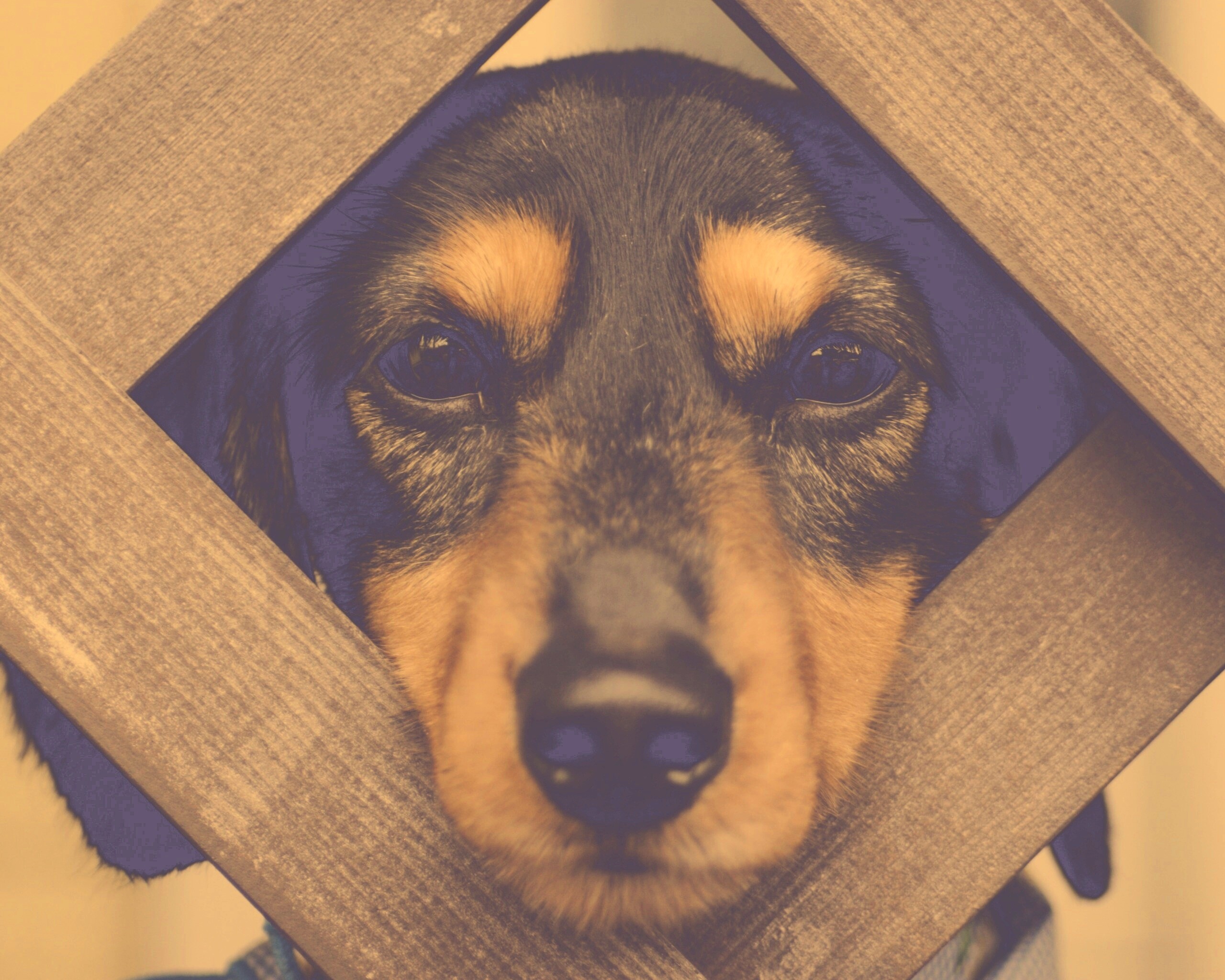 Мордочка в заборе обои