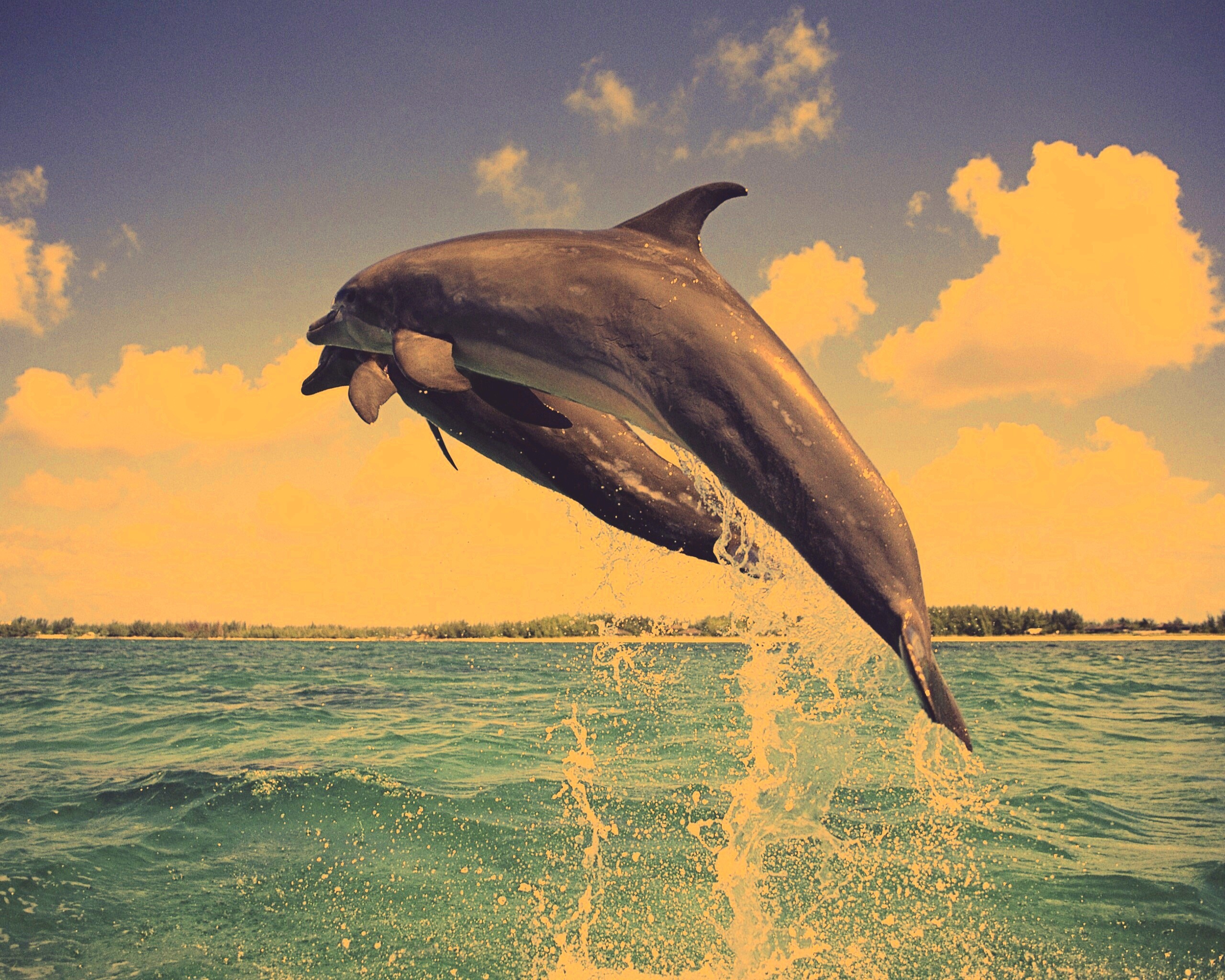 Дельфины обои