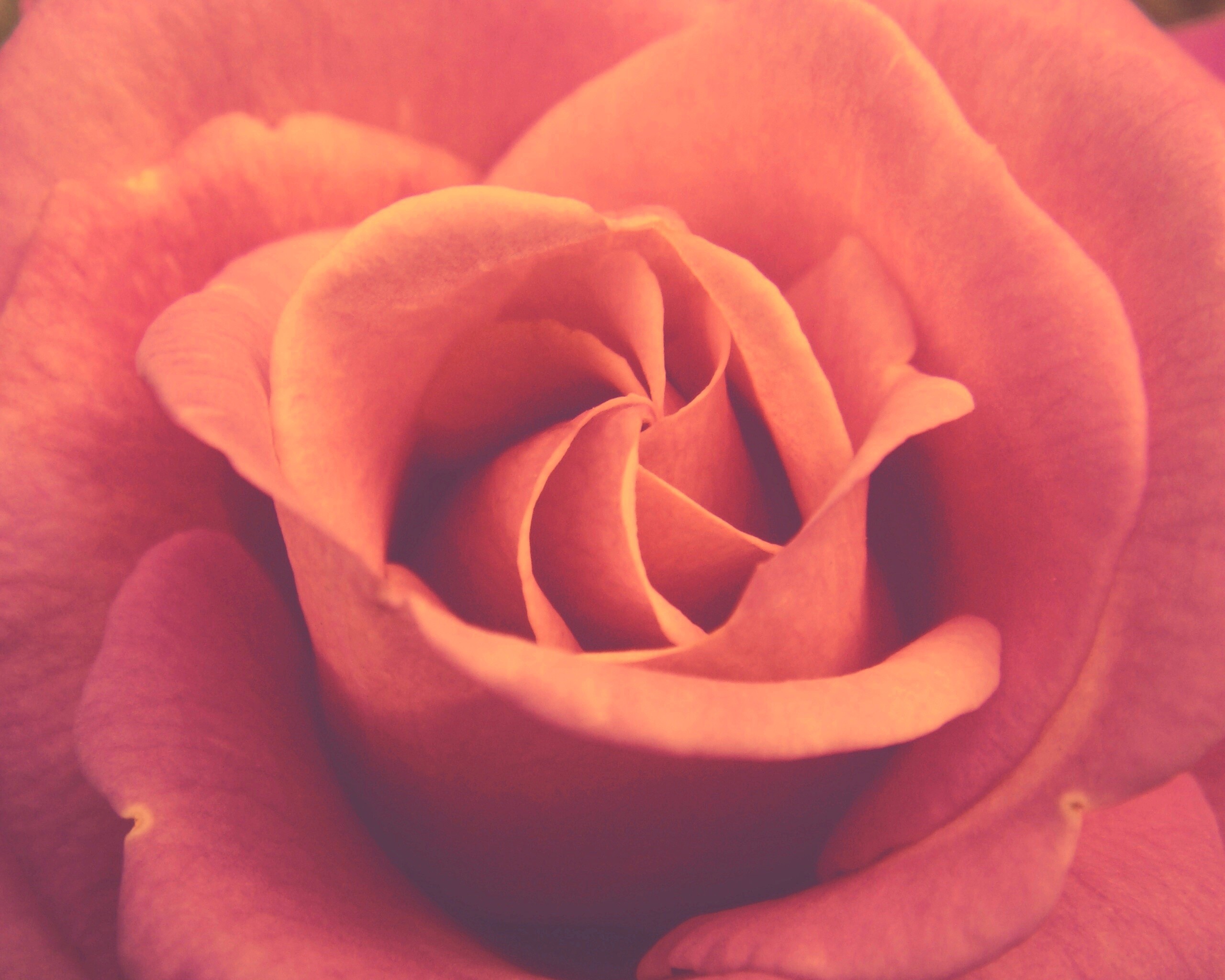 Идеальная роза обои