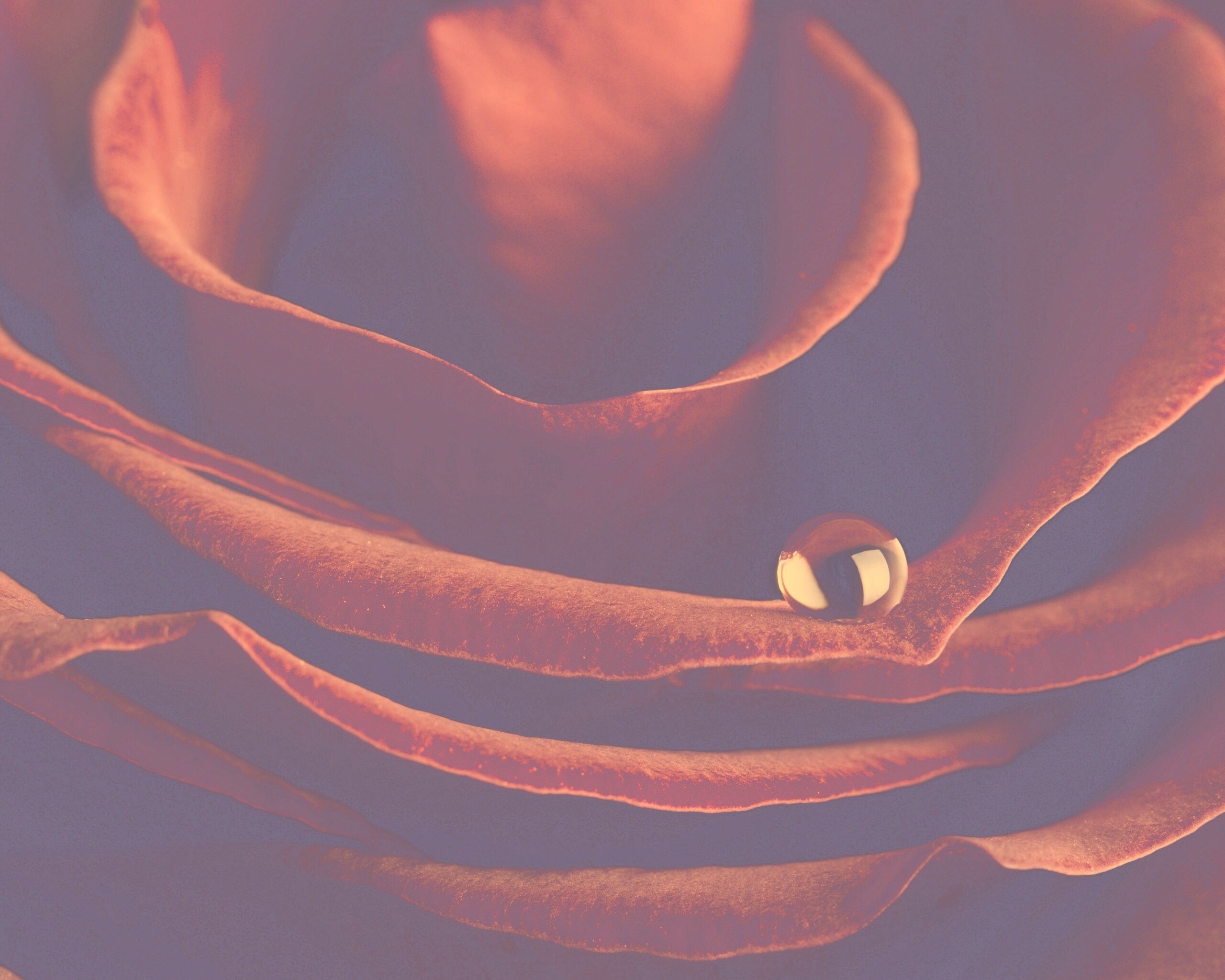 Капля воды на лепестке розы обои