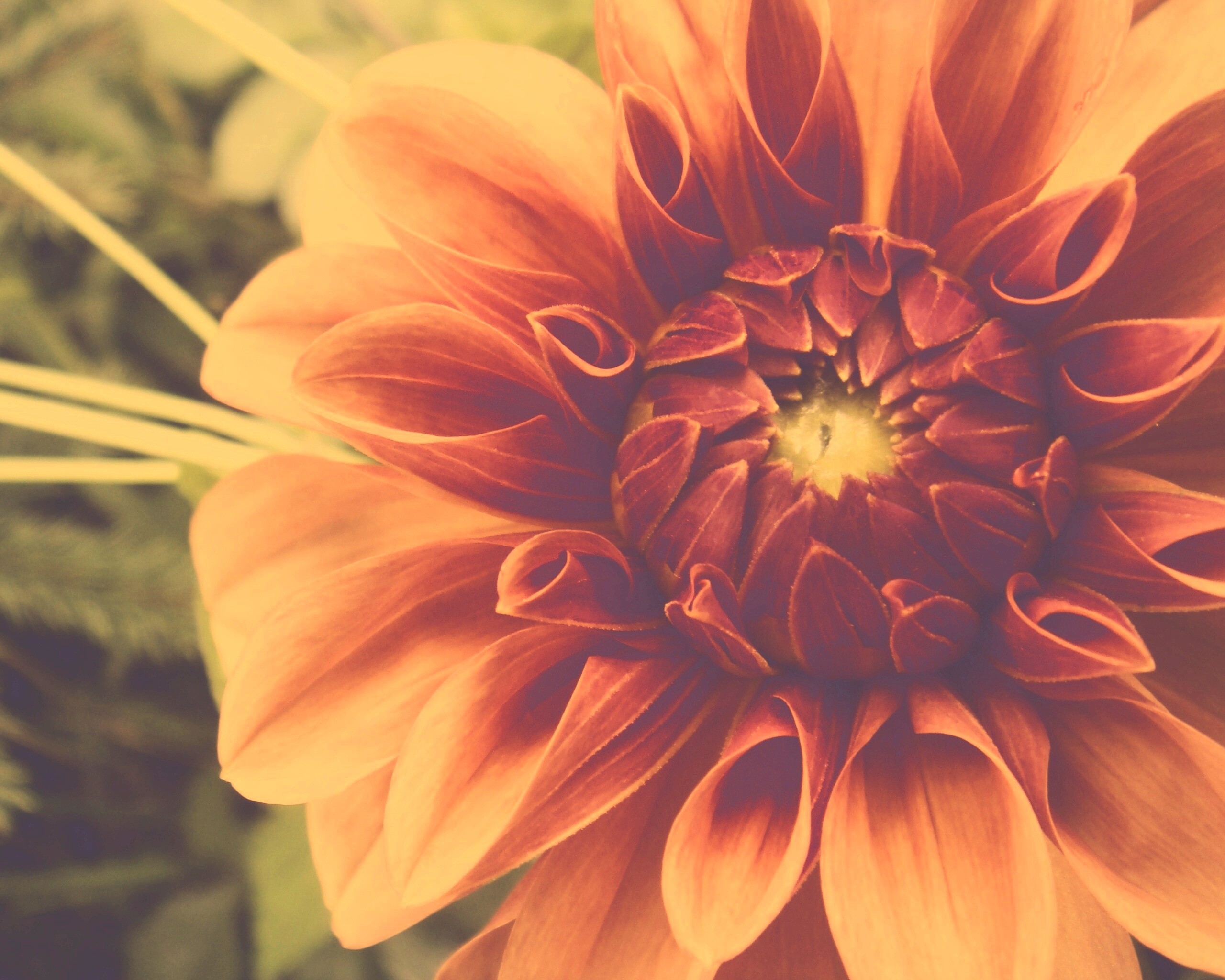 Аленький цветочек обои