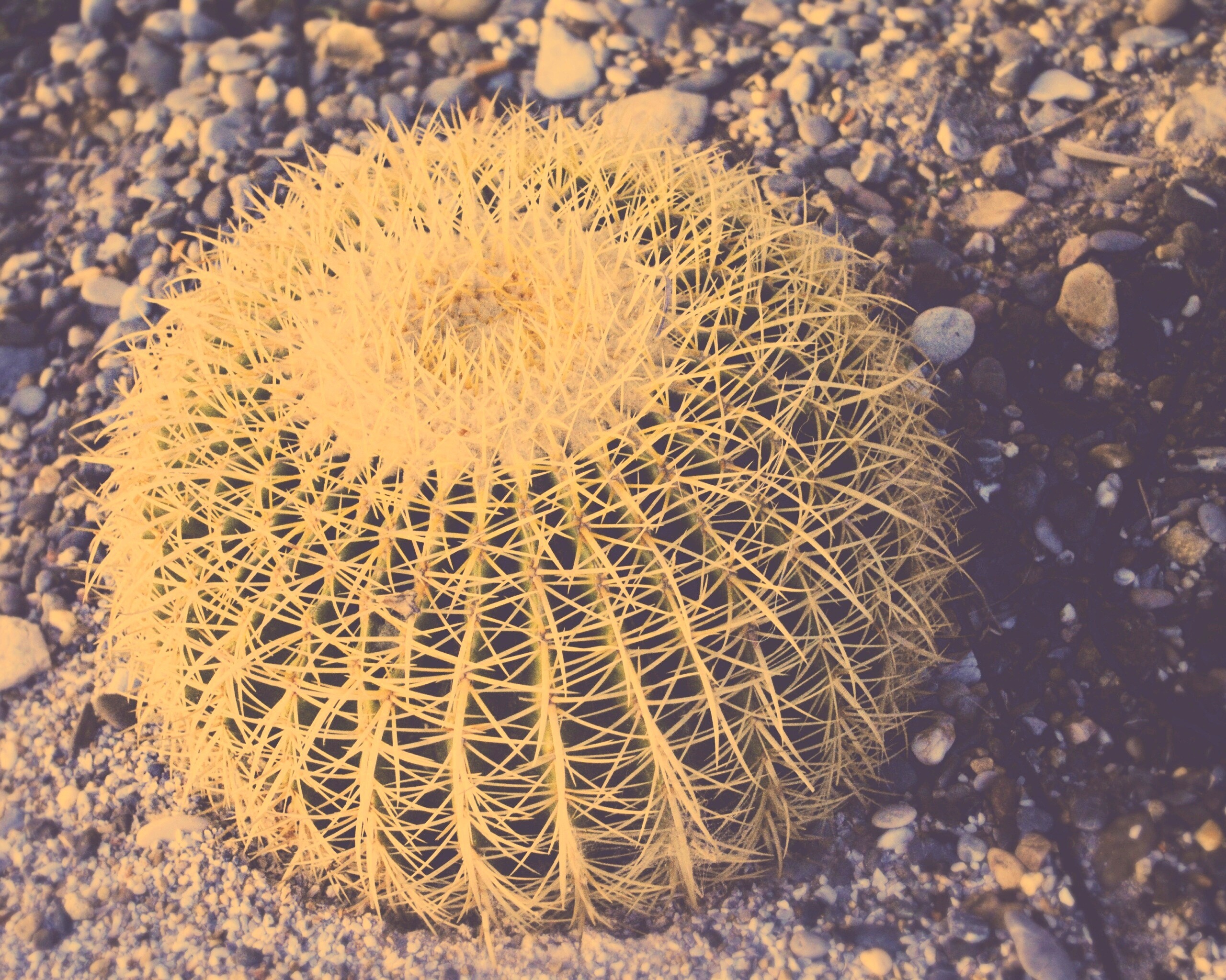 Круглый кактус обои