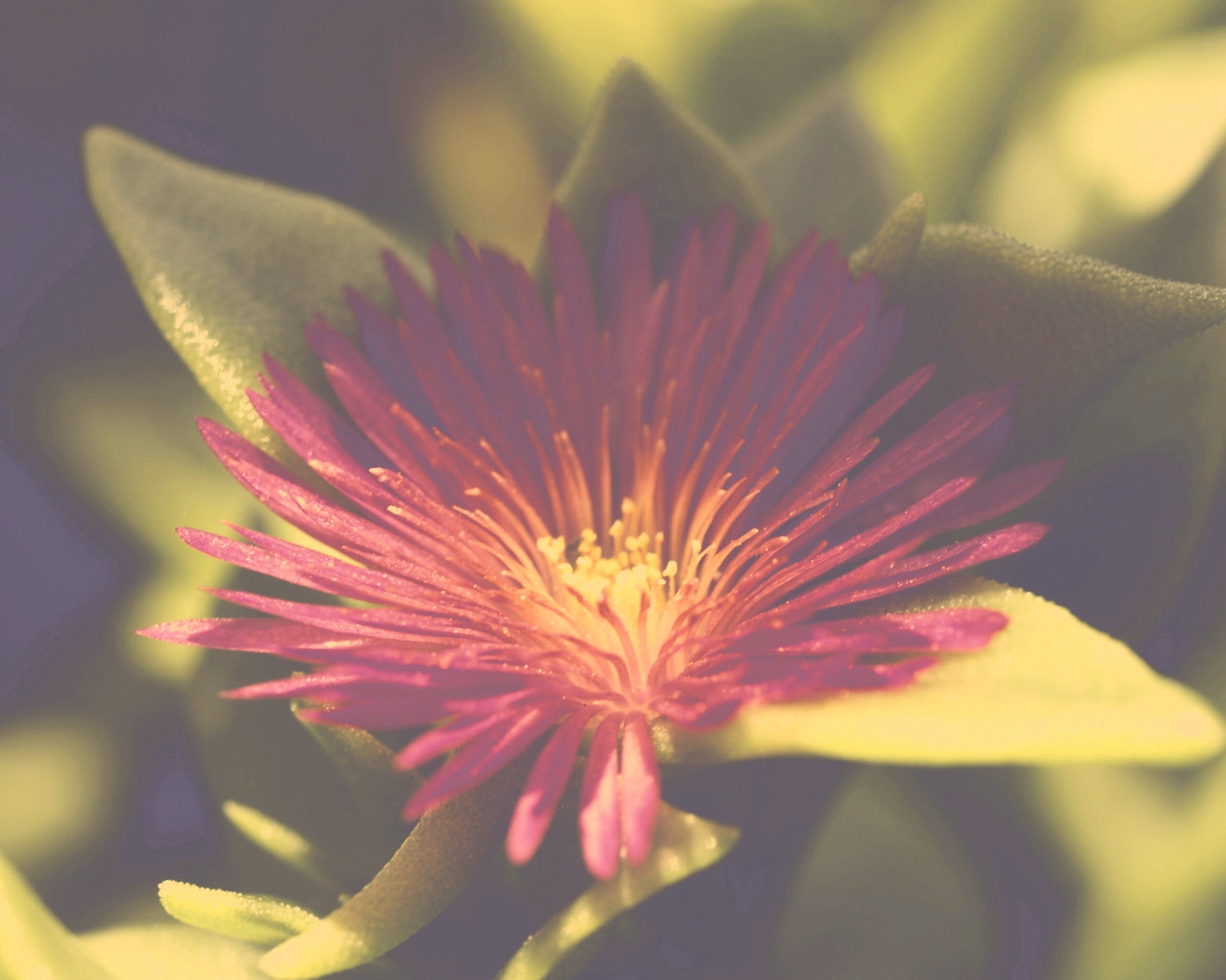 Чудесный цветок обои