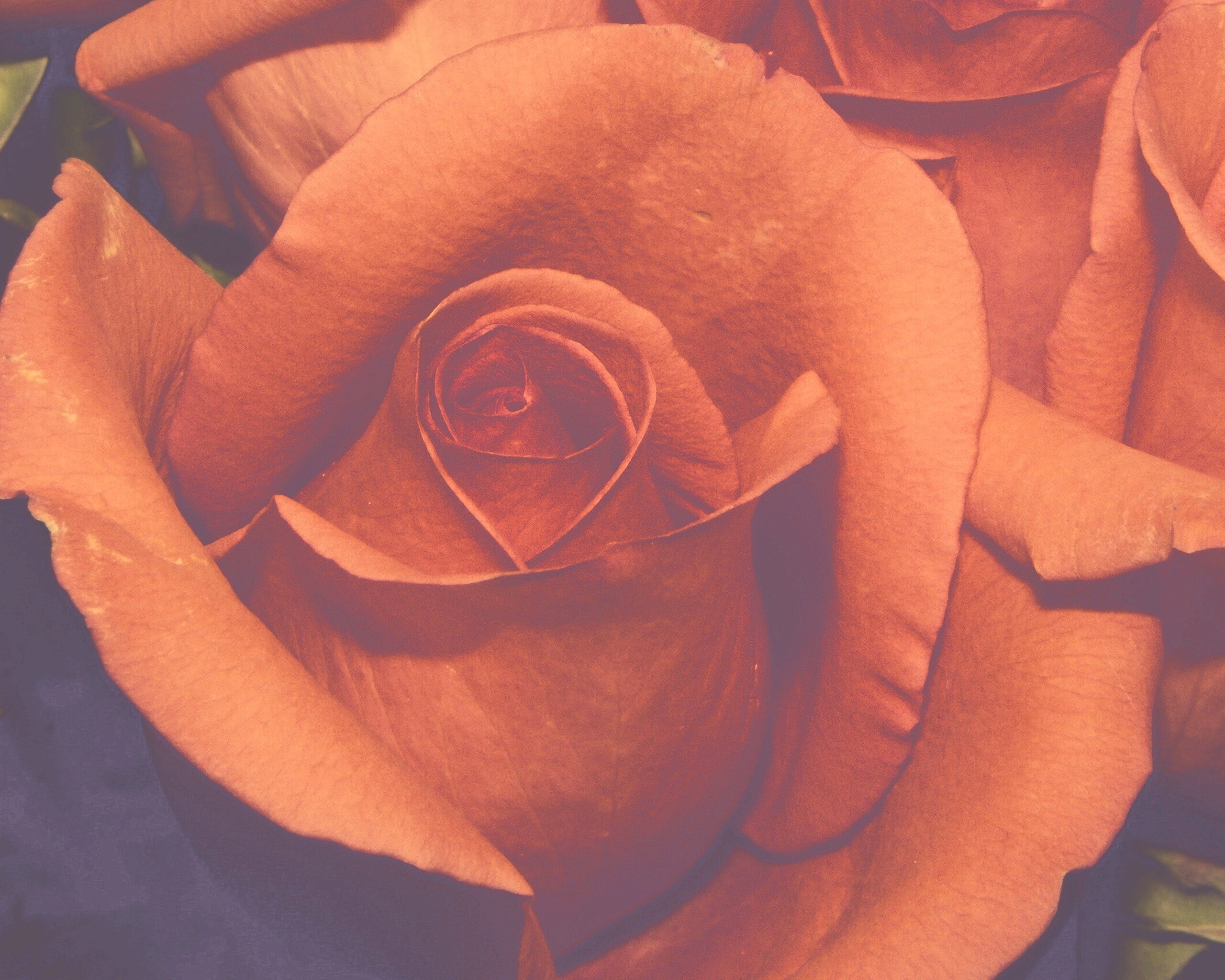 Бутон розы обои