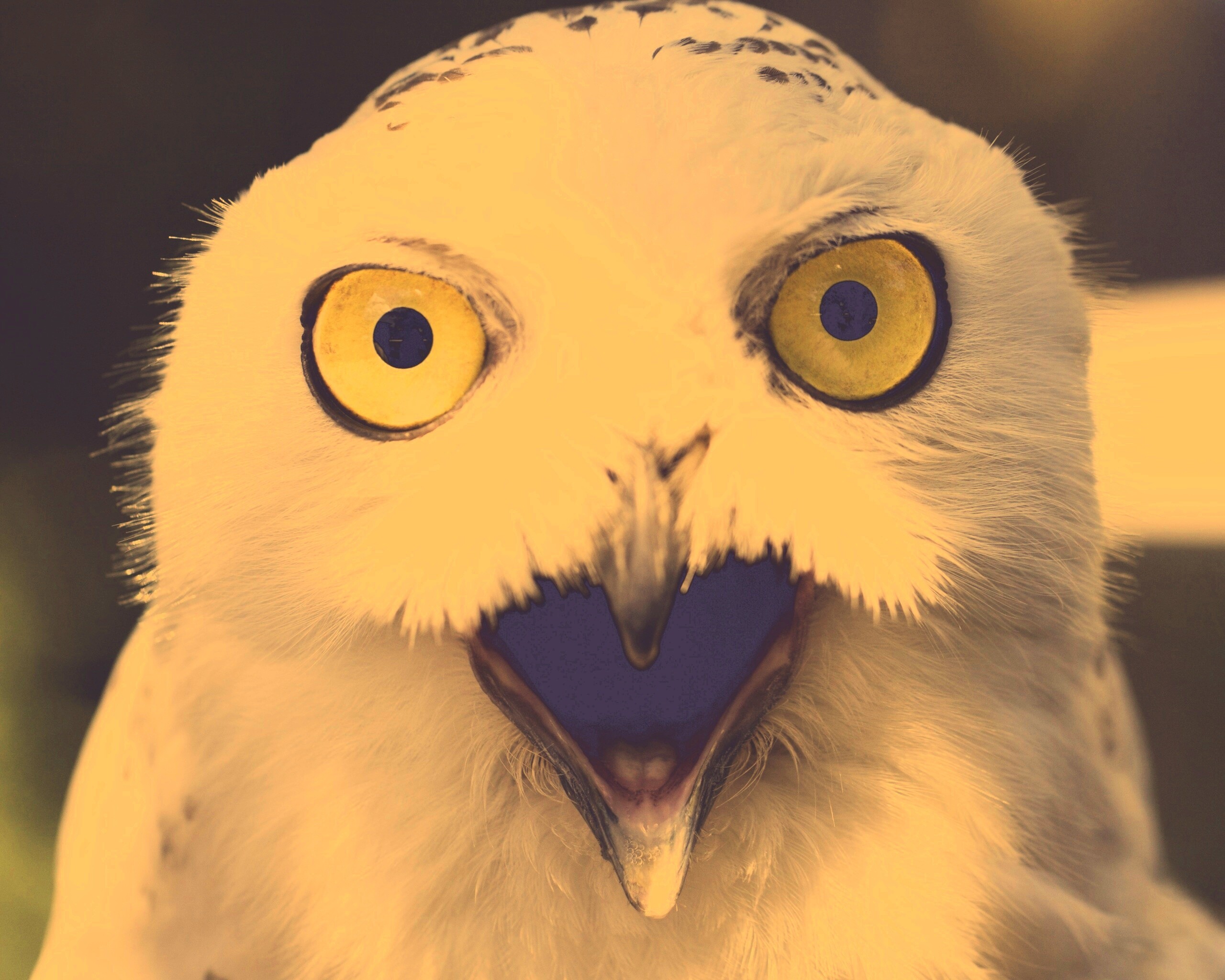 Сова в шоке! обои